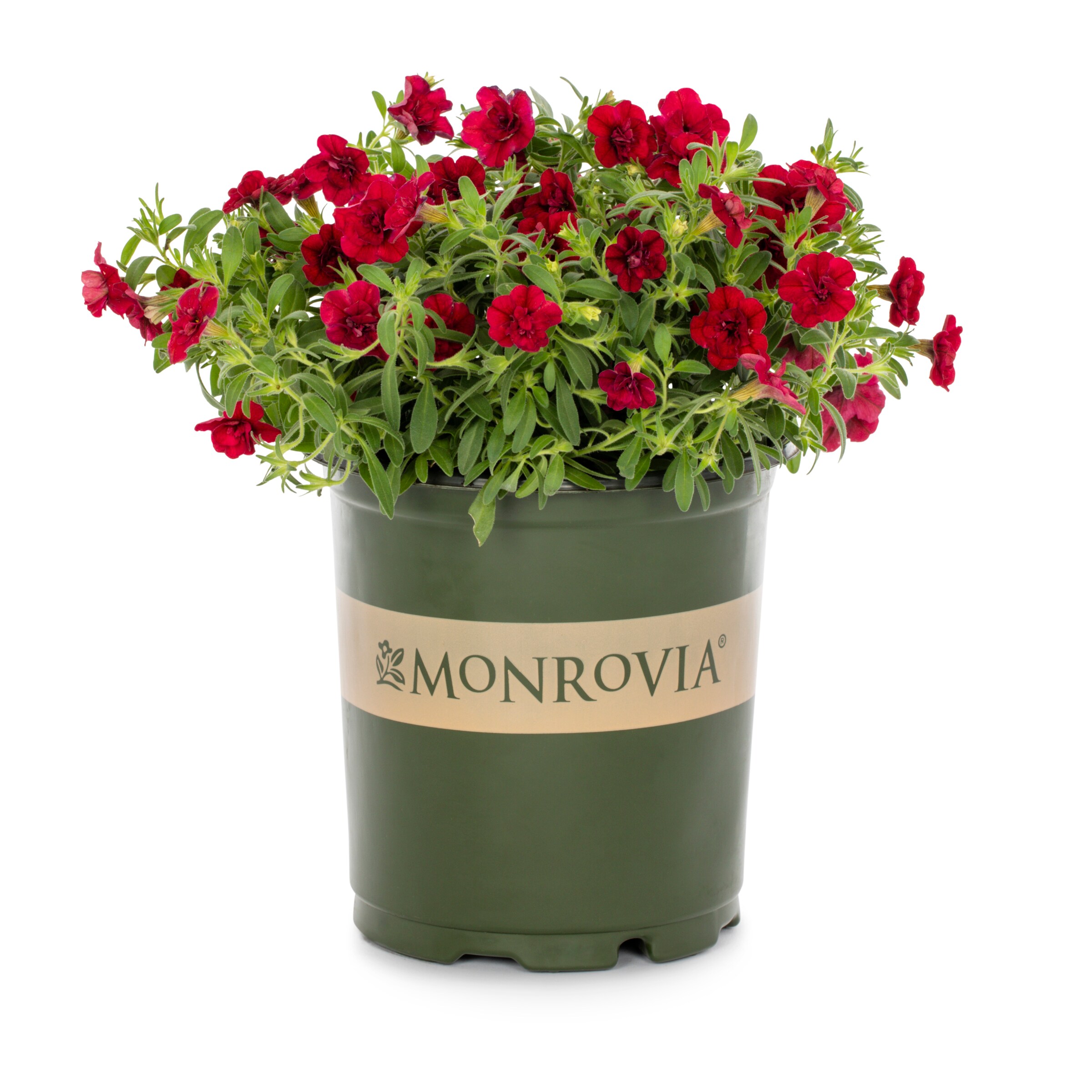 Monrovia 79147 annuals - View #4