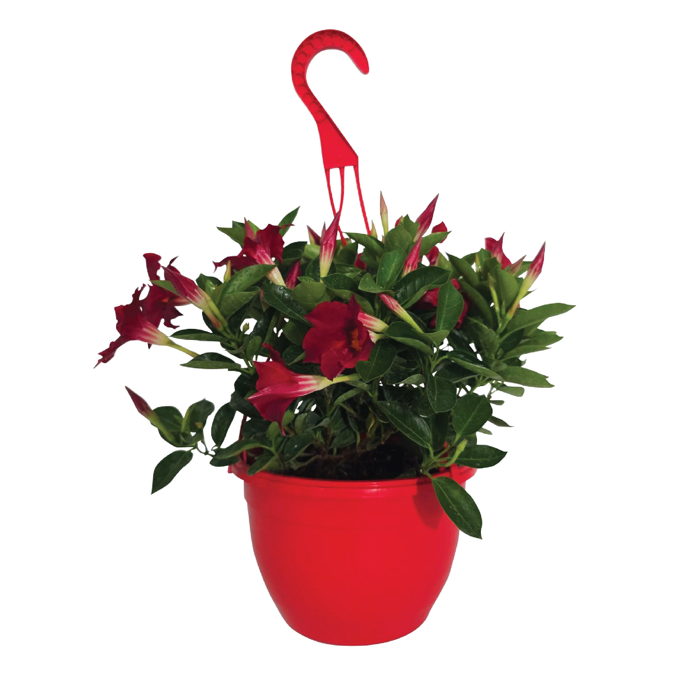 Nature's Way Farms 3 -Quart Mandevilla Hanging Basket Flowering Shrub with Red Blooms 1 -Pack