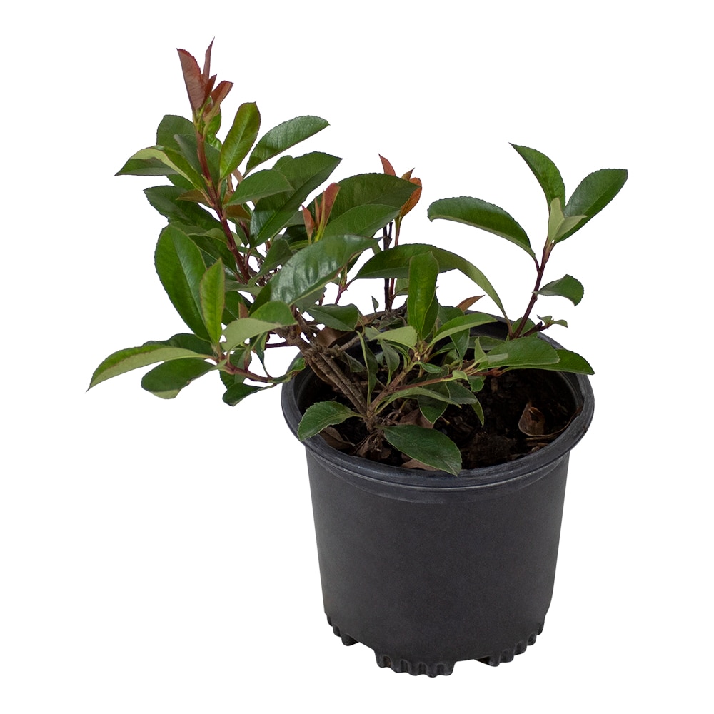 Altman Plants 0881295 shrubs - View #8