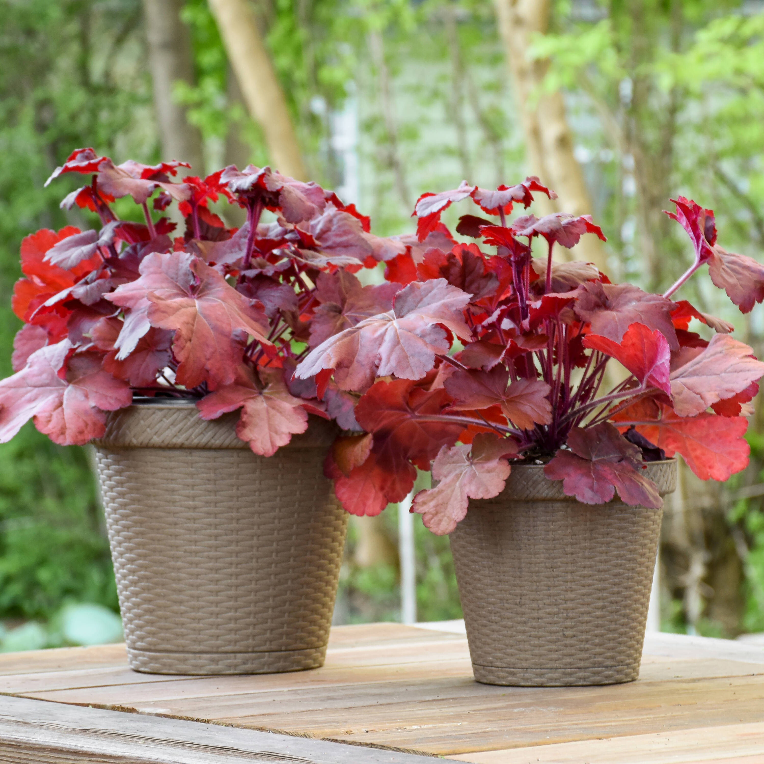 Proven Winners HEUPWP2547800 perennials - View #3