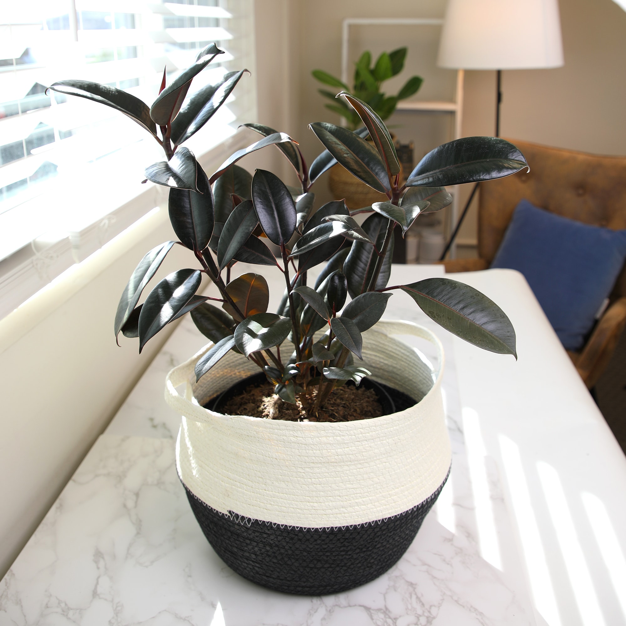 Burgundy Ficus Rubber Tree in Black Plastic Planter