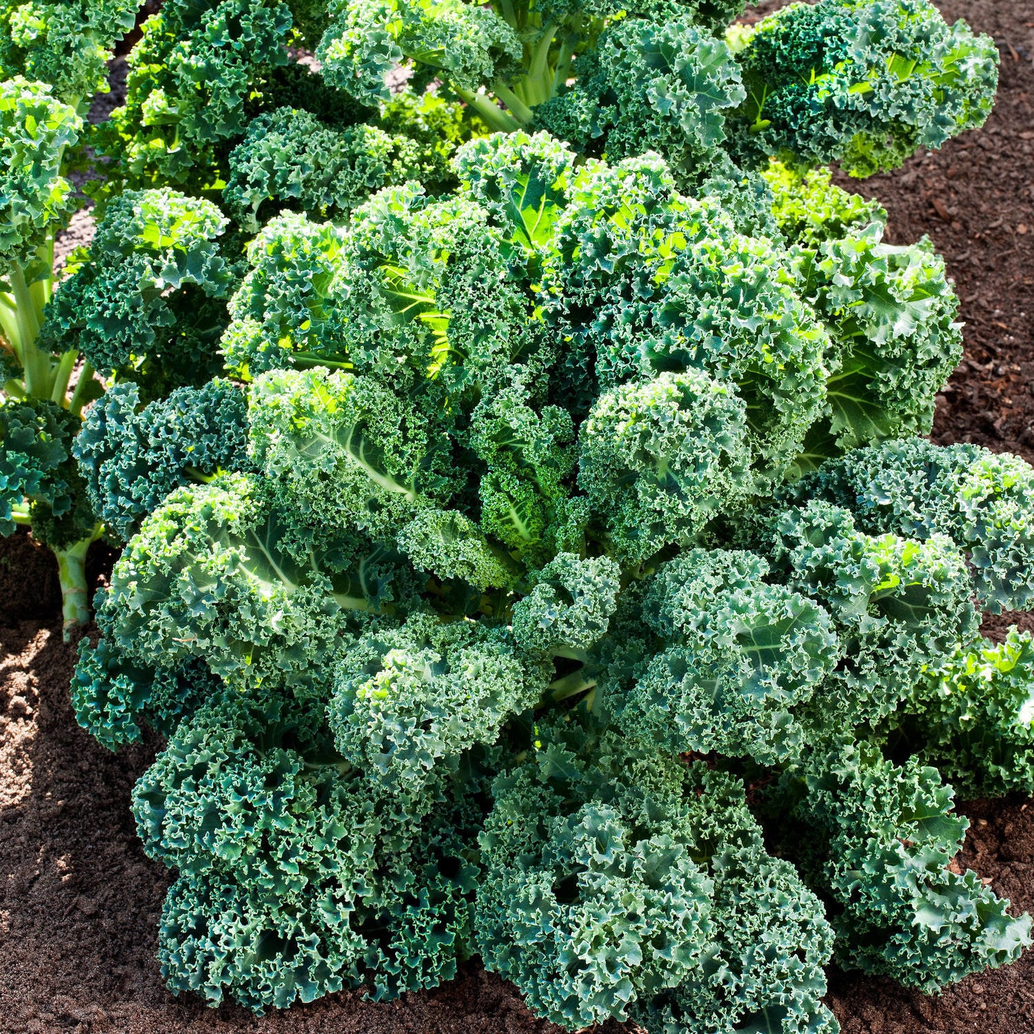 Bonnie Plants 205891 Vegetable-Plants - View #3