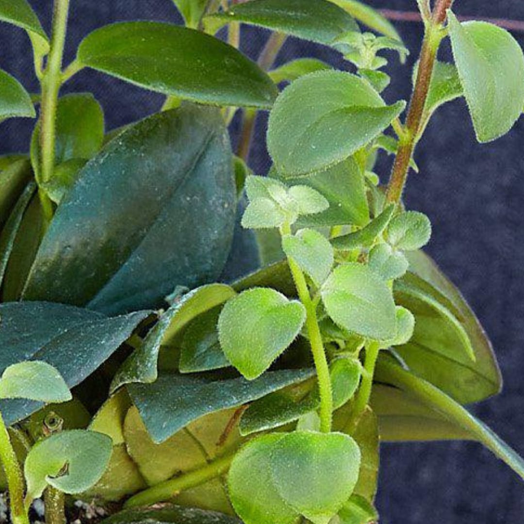 House Plant Shop 6-LIPSTICK-CLASSIC hseplants - View #4