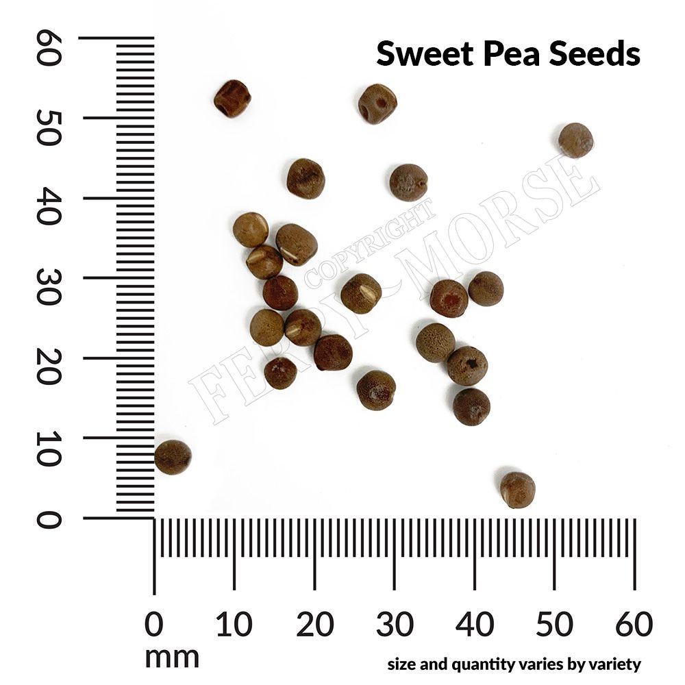 Ferry-Morse LC25.1159 seeds - View #4