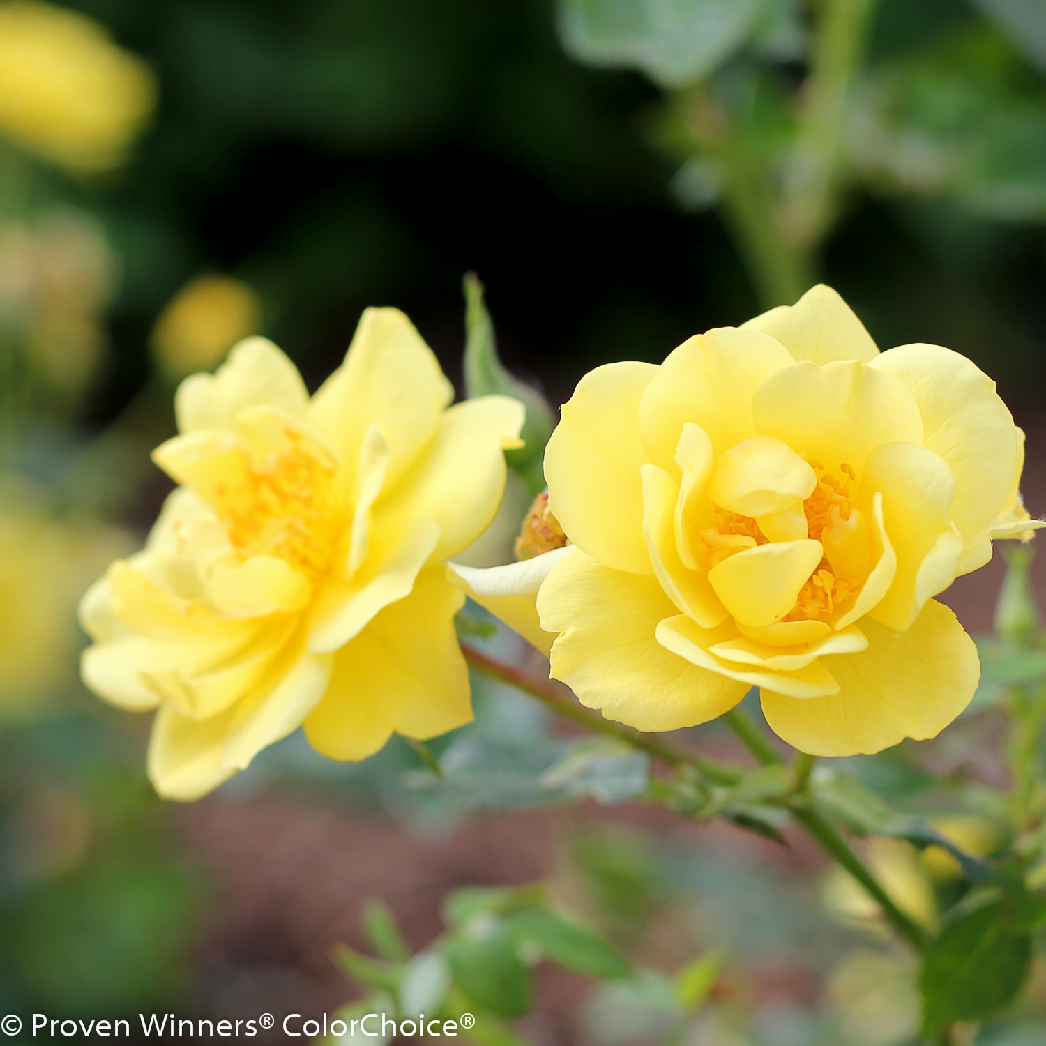 Proven Winners ROSPRC1077800 shrubs - View #3