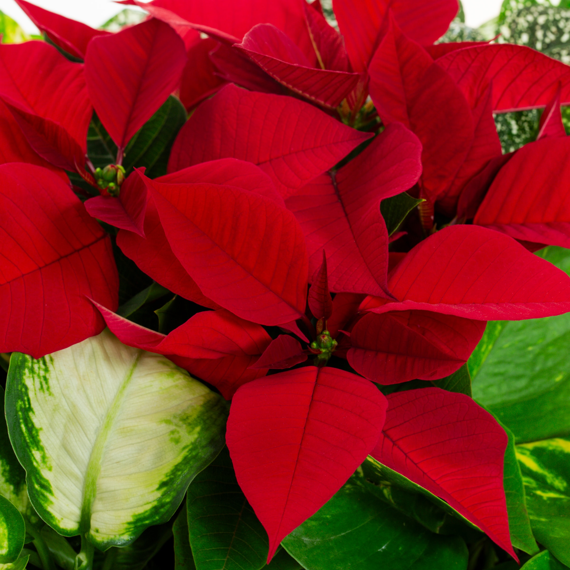 Metrolina Greenhouses 73845 Fresh-Cut-Christmas-Decorations - View #2
