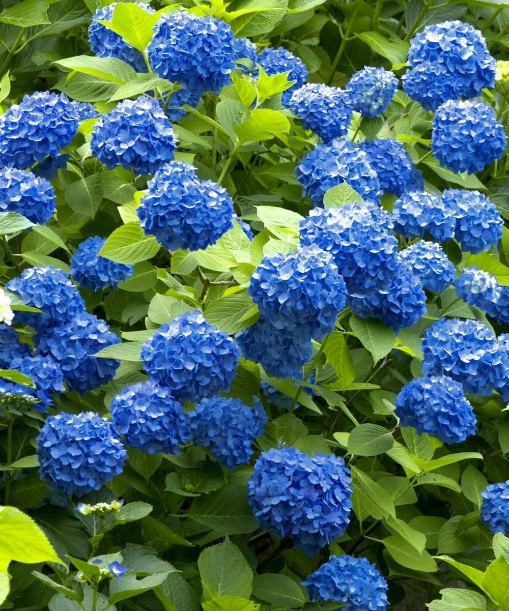 National Plant Network LW1687 shrubs - View #4