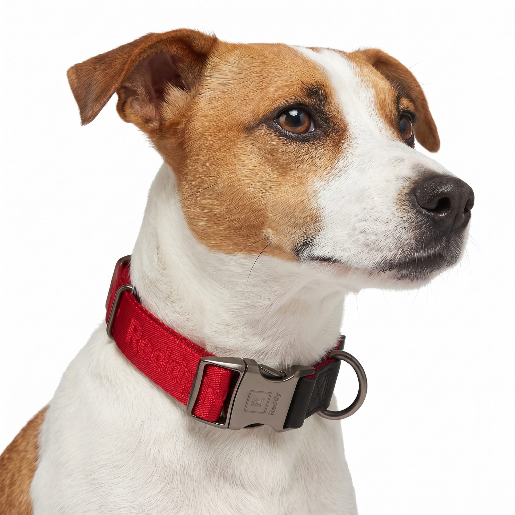Reddy Q325R05M Dog-Collars-Harnesses - View #5