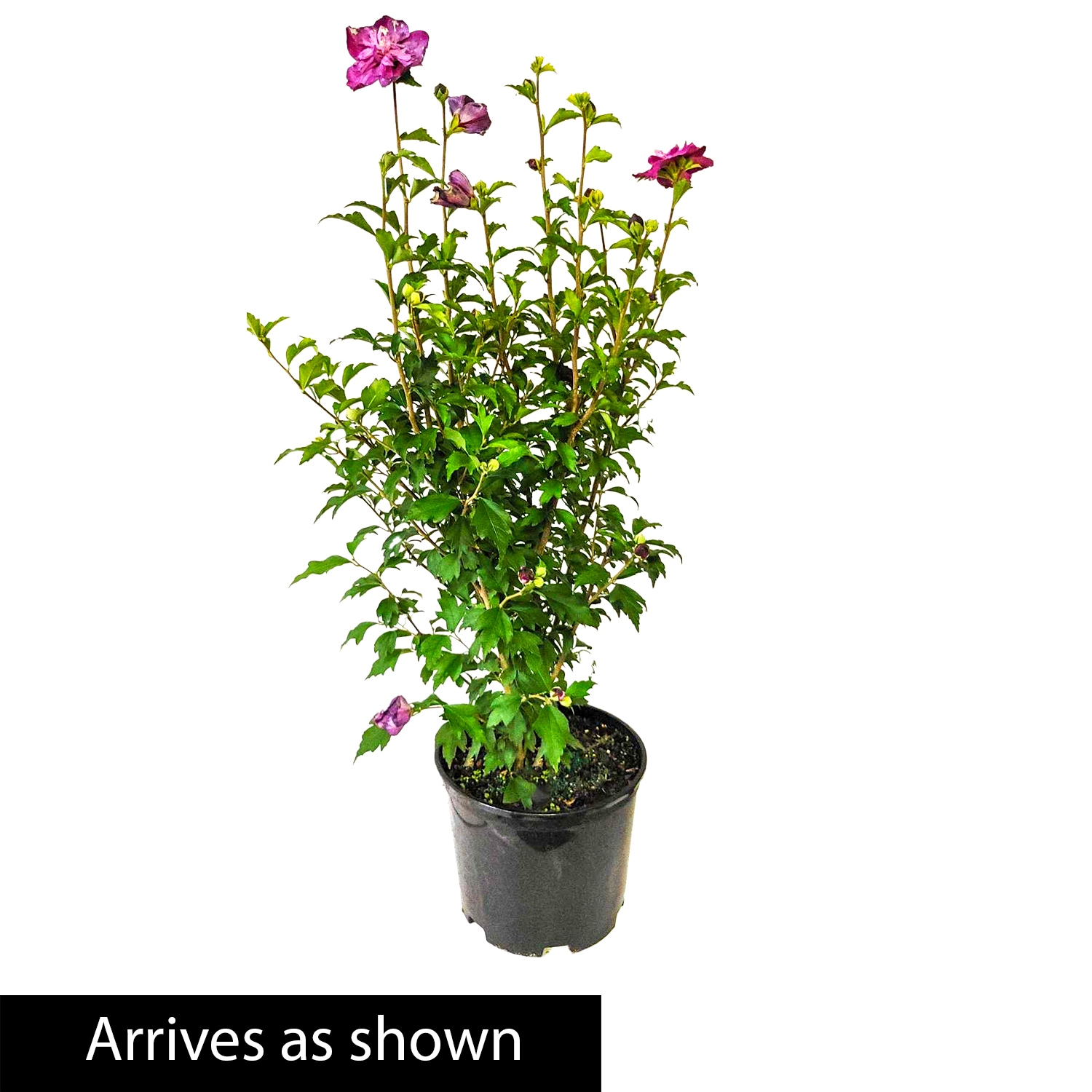 Spring Hill Nurseries Pink Flowering Strawberry Smoothie Althea Flowering Shrub In 1 Pack Pot In