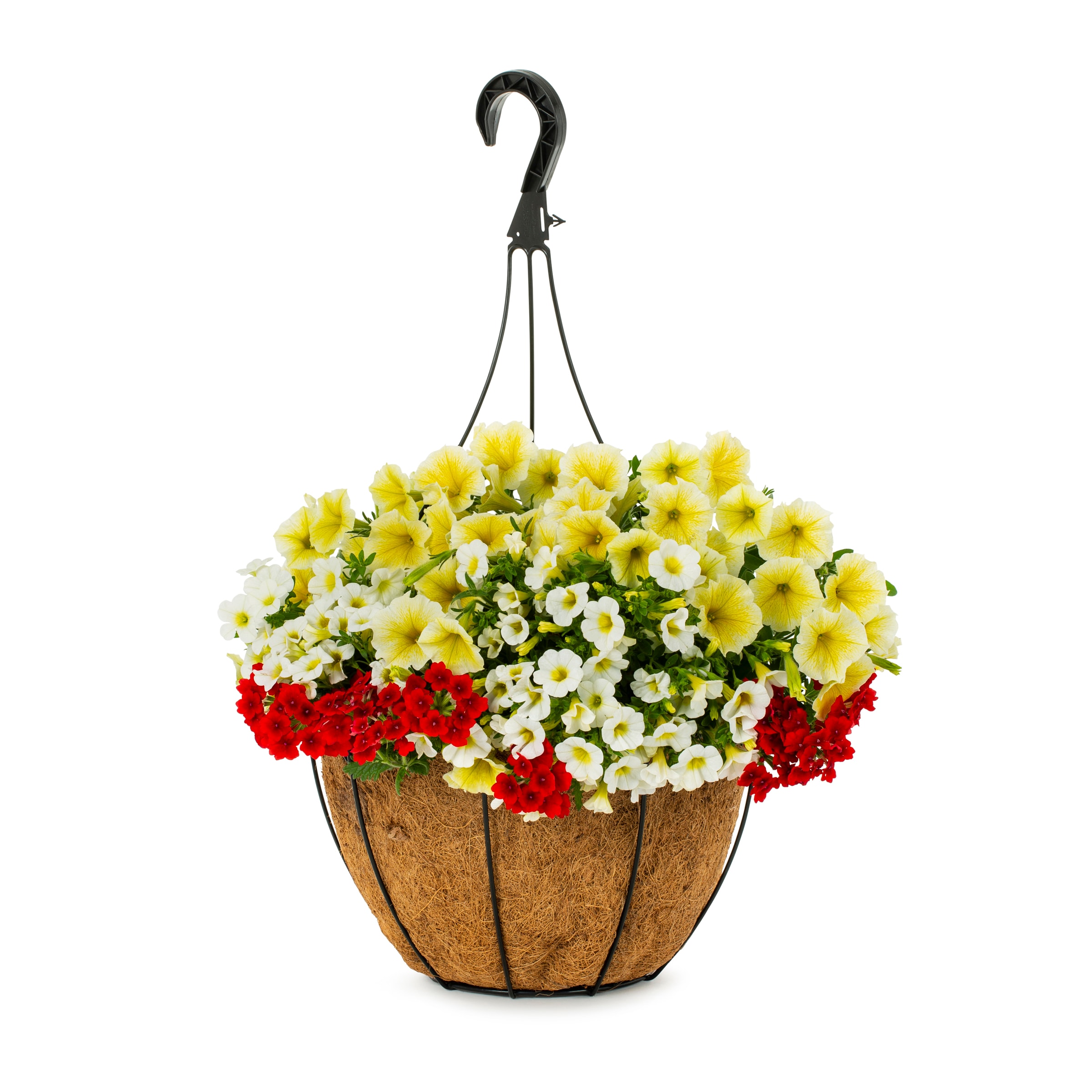 Lowe's Multicolor Mixed Annuals in 2-Gallon Hanging Basket in the ...