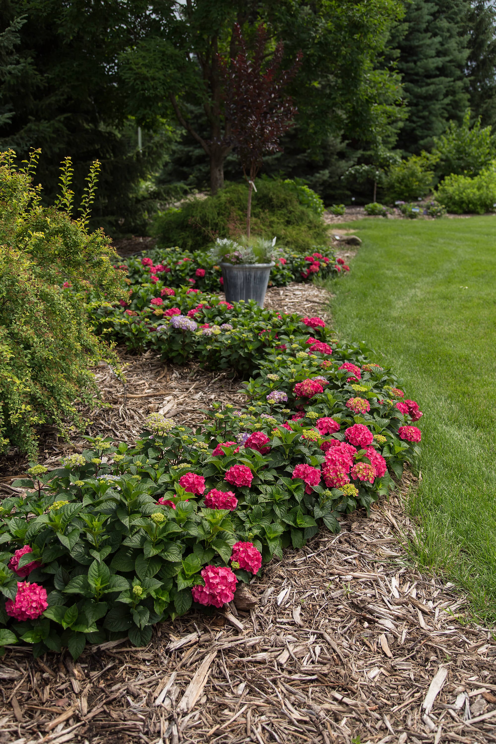 Endless Summer NURSERY shrubs - View #13