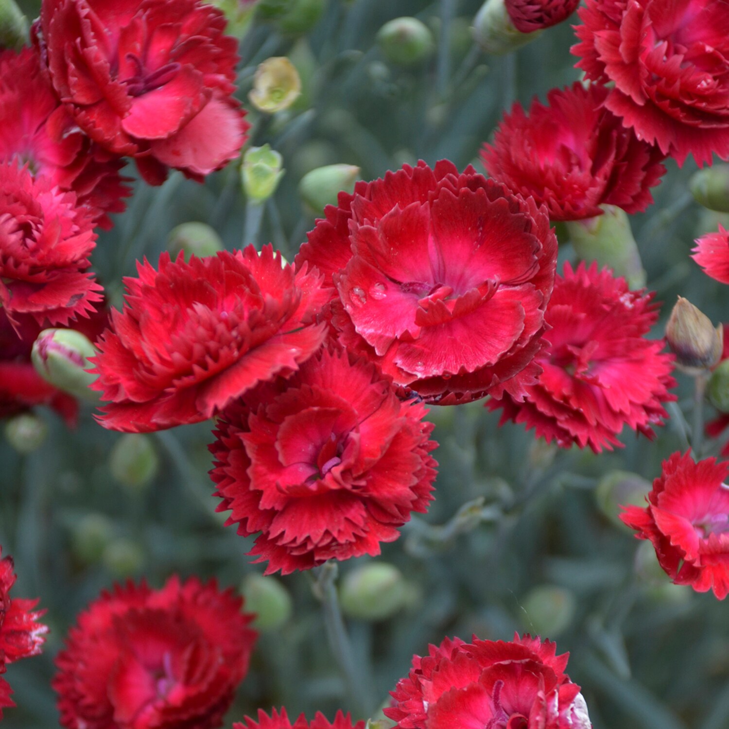 Spring Hill Nurseries 80580 Red Electric Red Dianthus Perennial Plant in 1-Pack Bareroot
