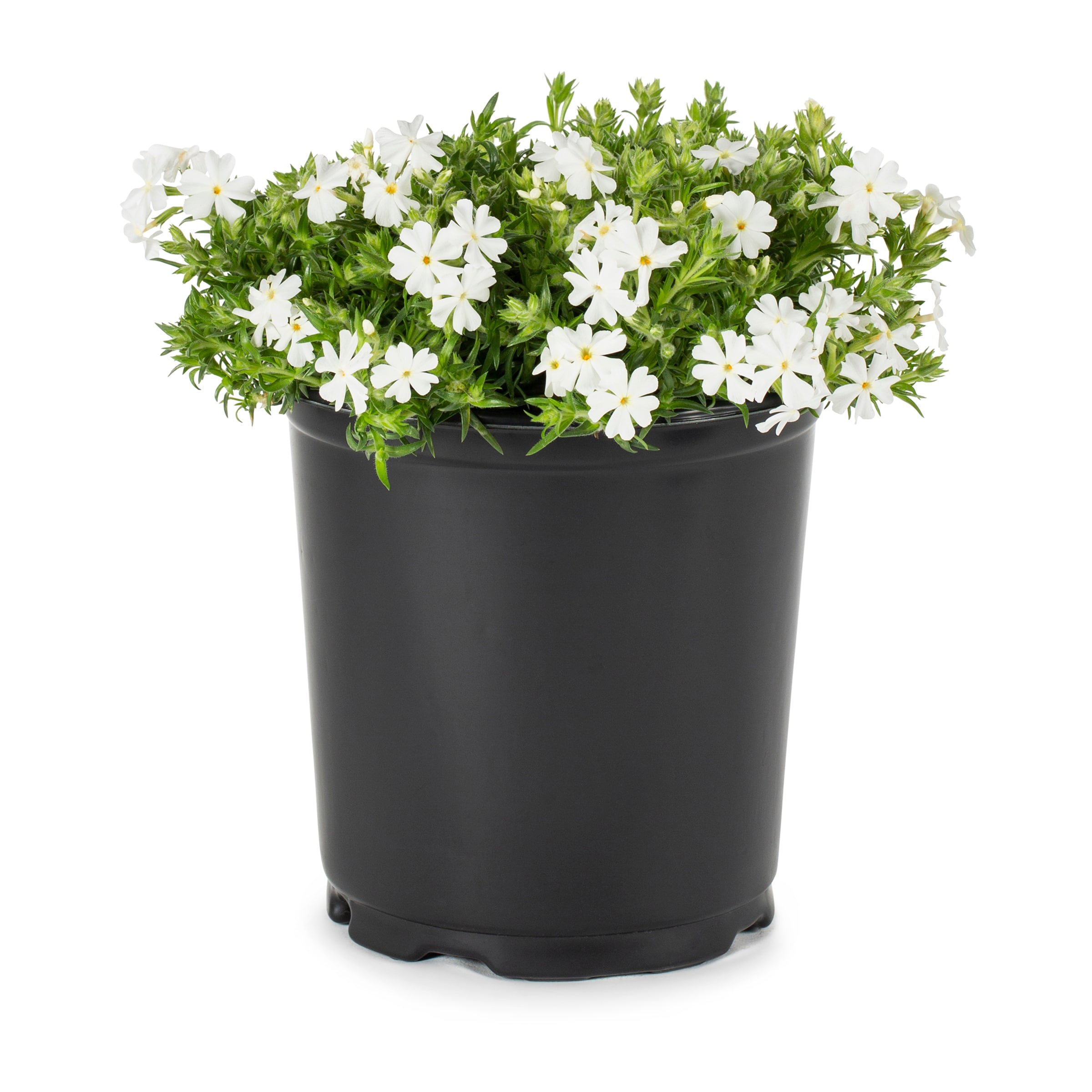 Lowe's Multicolor Garden Phlox Plant in 2.25-Gallon (s) Pot 3-Pack in ...