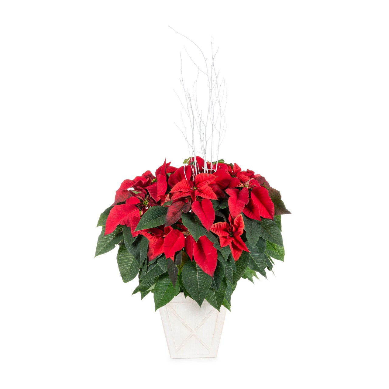 Lowe's 5340069 3 -Gallon Fresh Christmas Potted Poinsettia