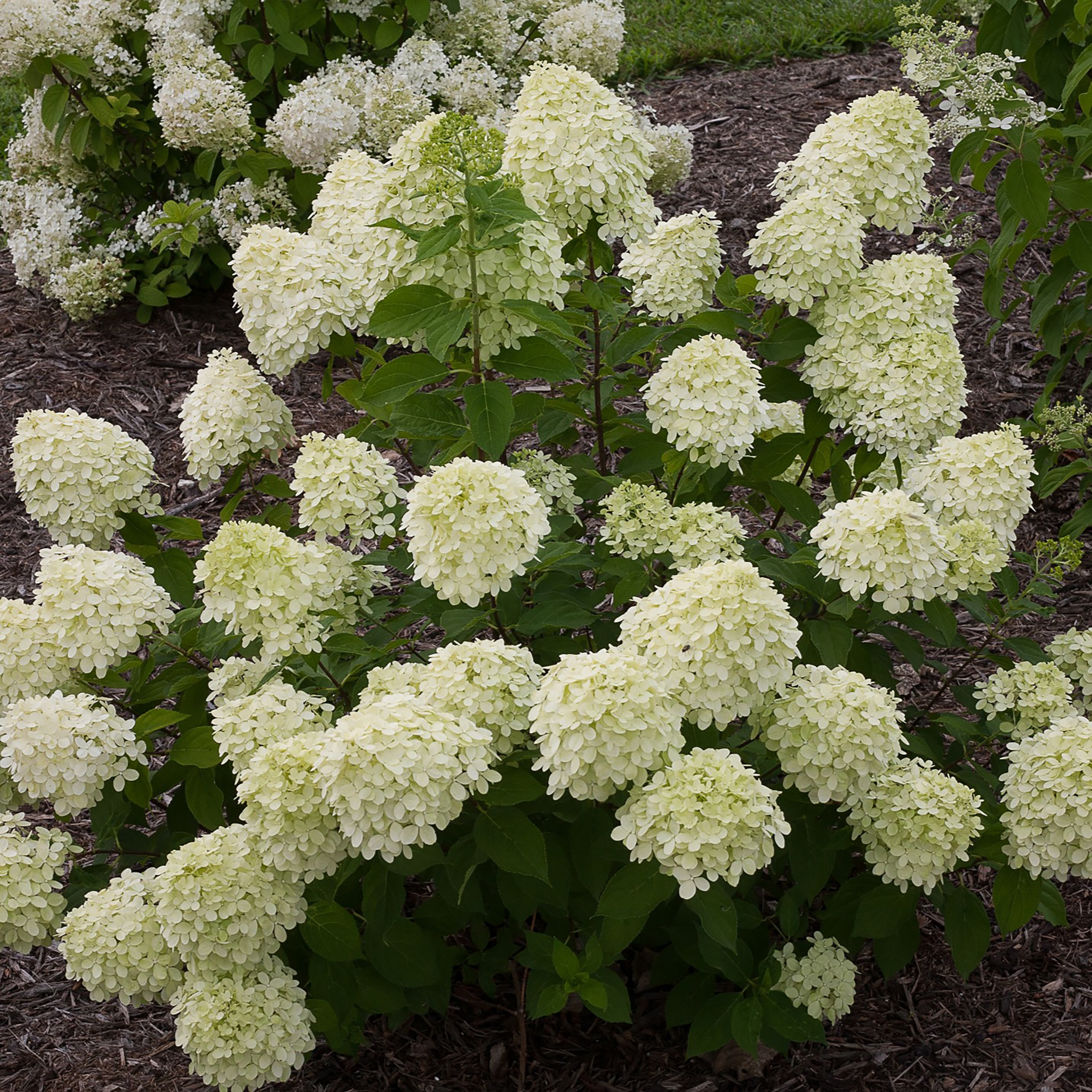 Proven Winners Little Lime Panicle Hydrangea (Paniculata) Plants, Bulbs ...