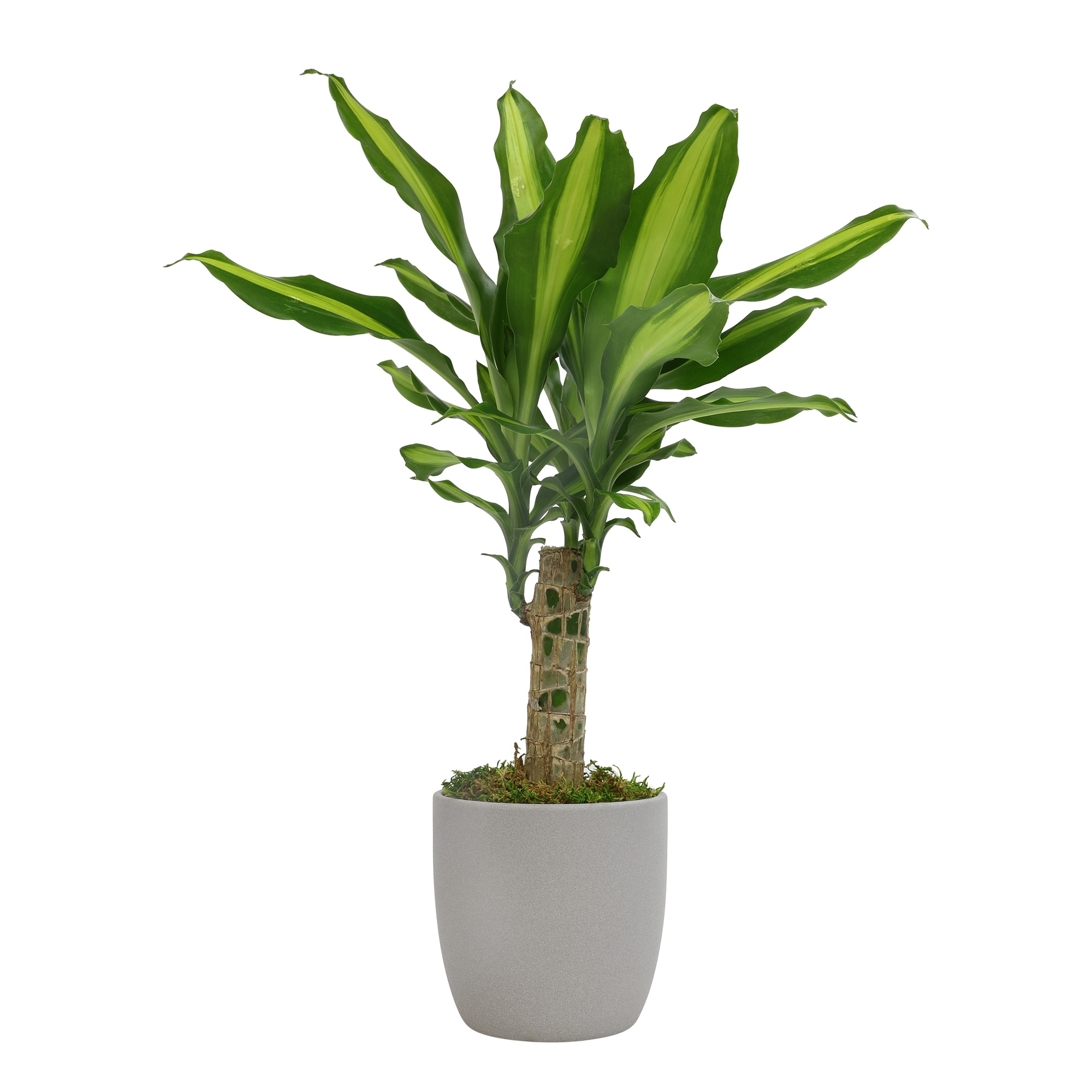 Altman Plants 0873082 Dracaena Sunrise Dragon Tree House plant in 4.25 Inch(es) Pot 1.0 -Pack