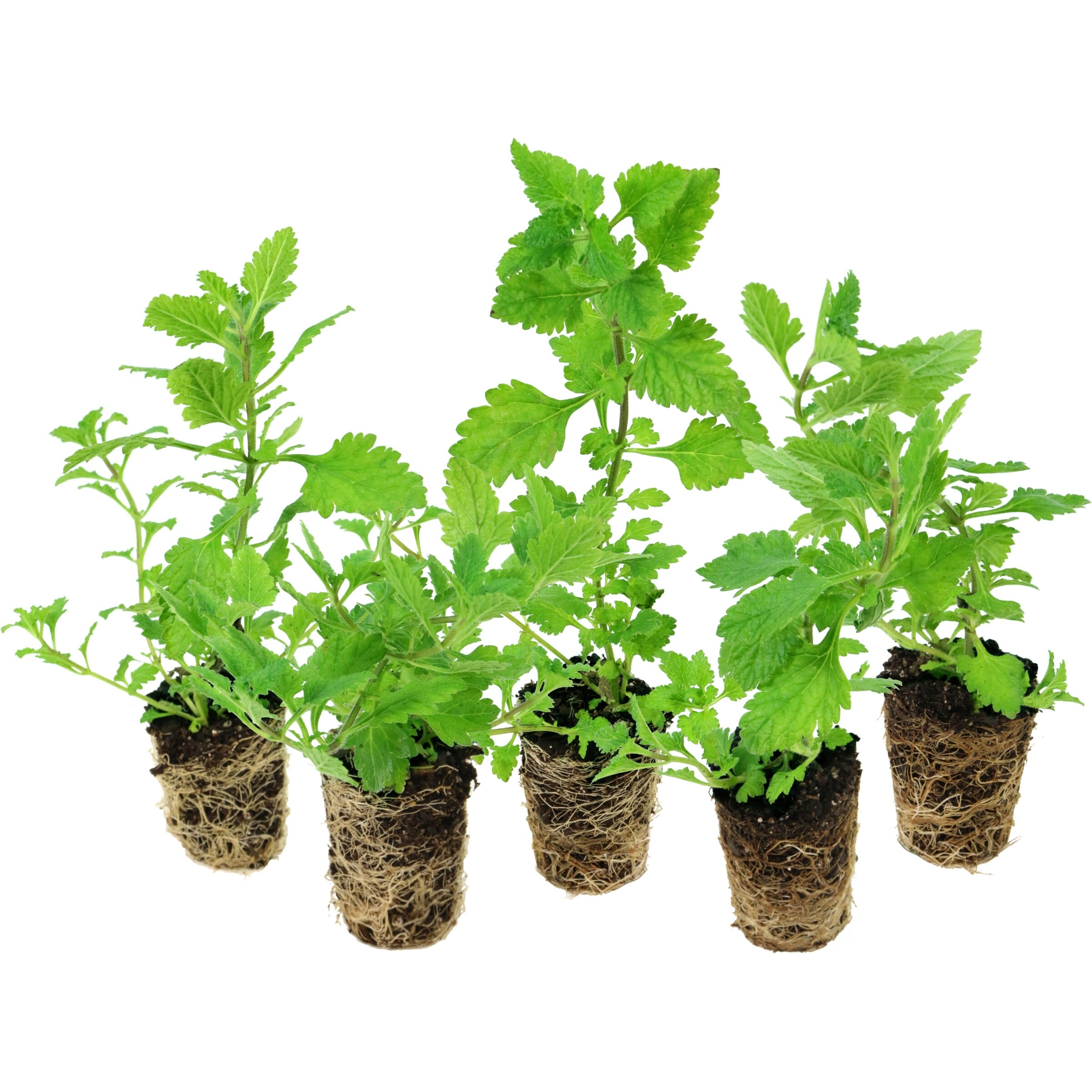 National Plant Network LW1476 annuals - View #6