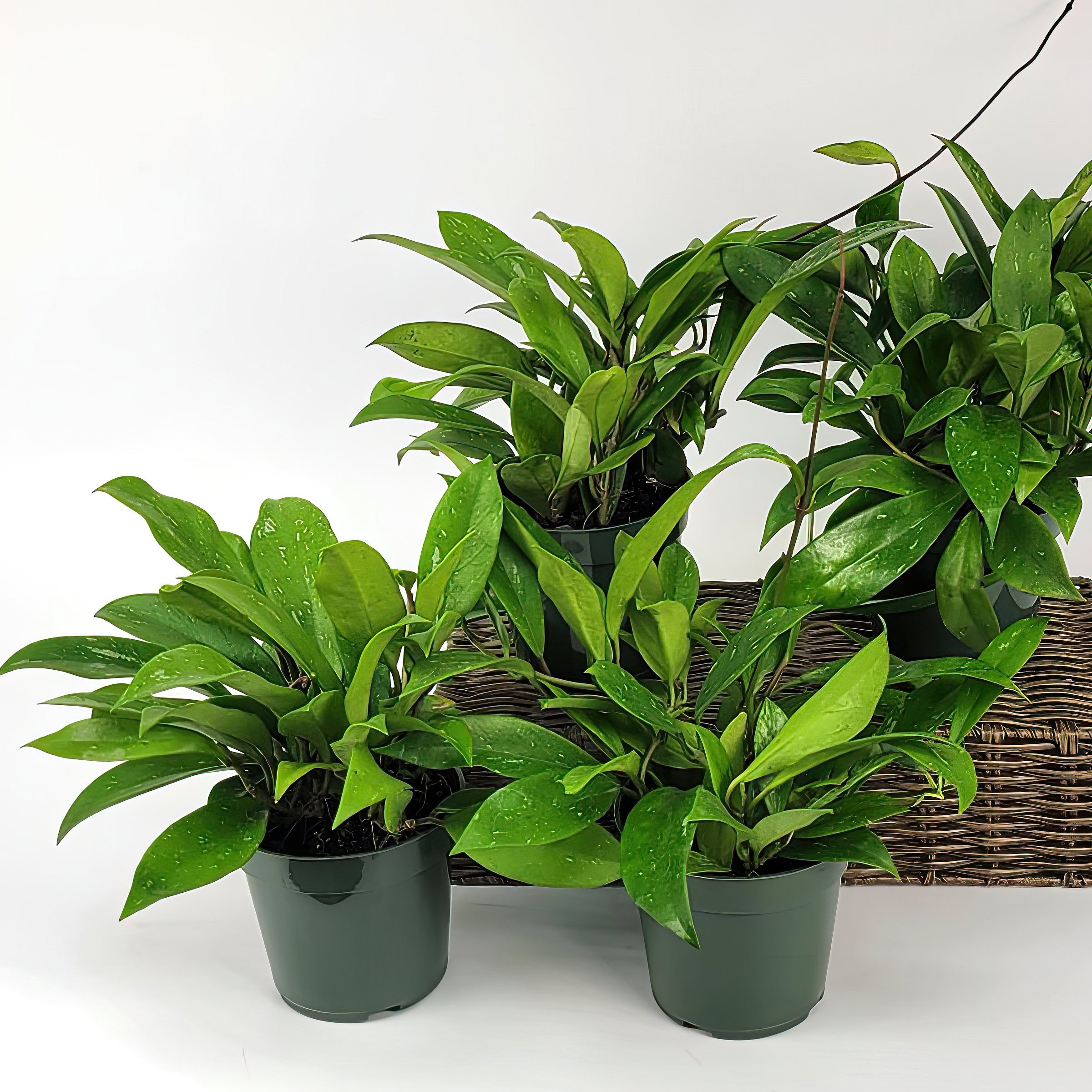 large indoor plants near me Cinnamon Tree Plant