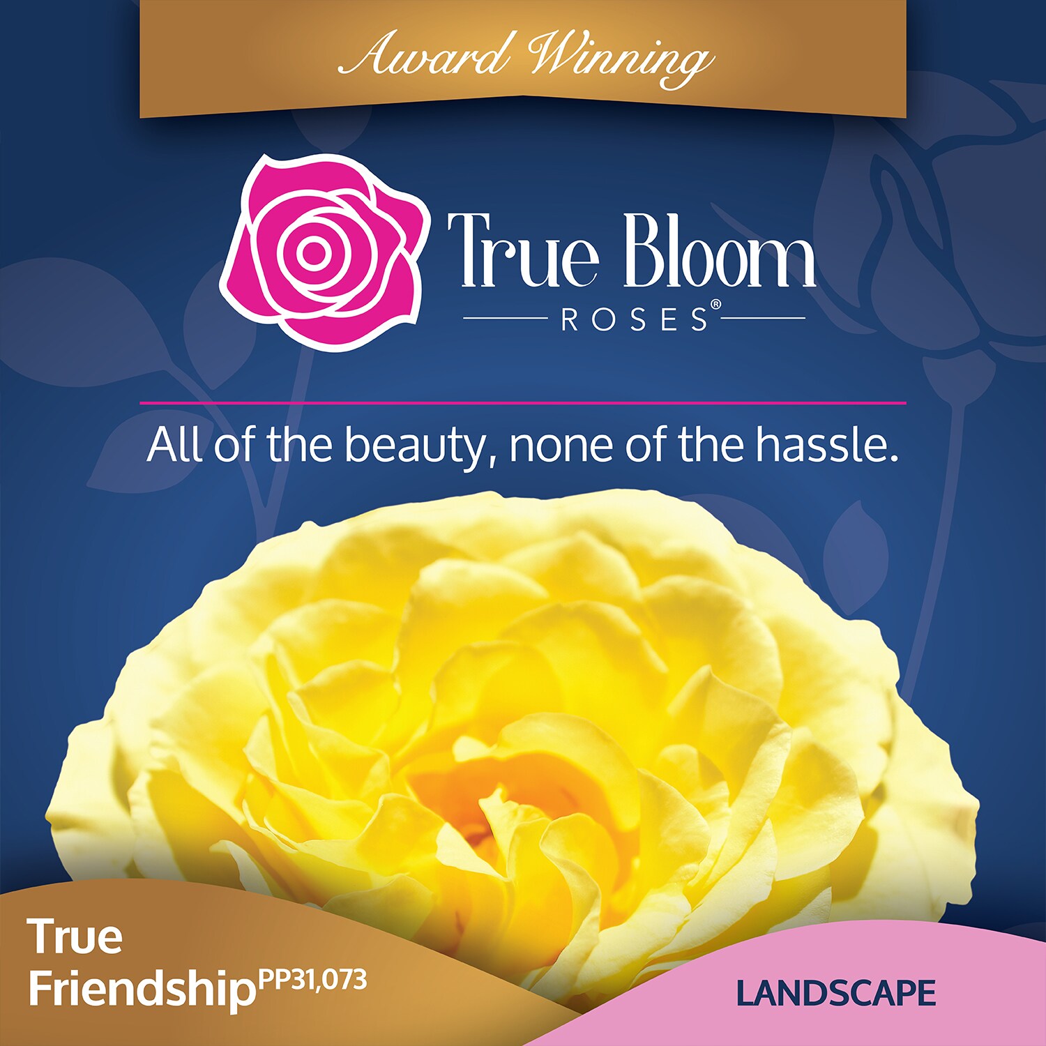 Altman Plants 0872514 roses - View #5