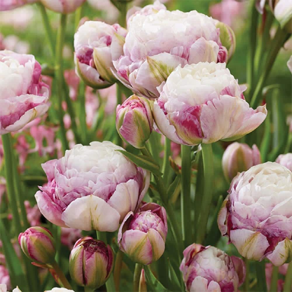 Hirt's Gardens DV46503 Double Surprise Tulip - 7 Bulbs - 12 cm Bulbs - Lilac Blooms