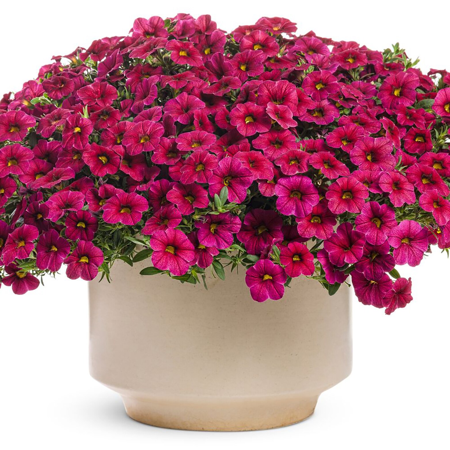 Proven Winners BELPRW1027504 annuals - View #4