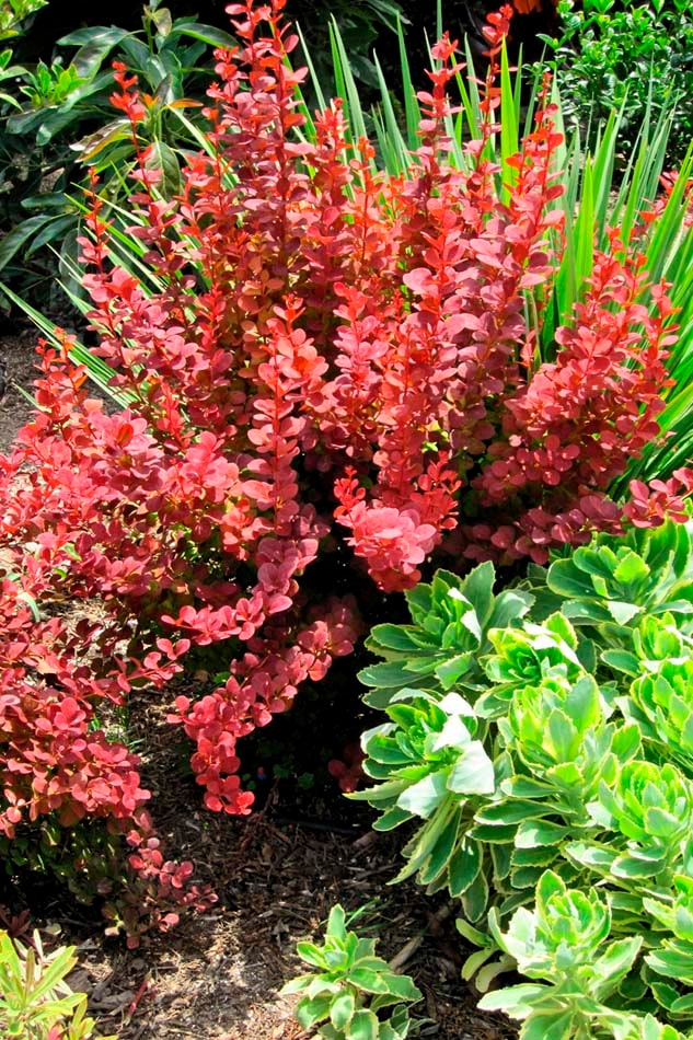 Image of Yucca orange rocket barberry companion plant