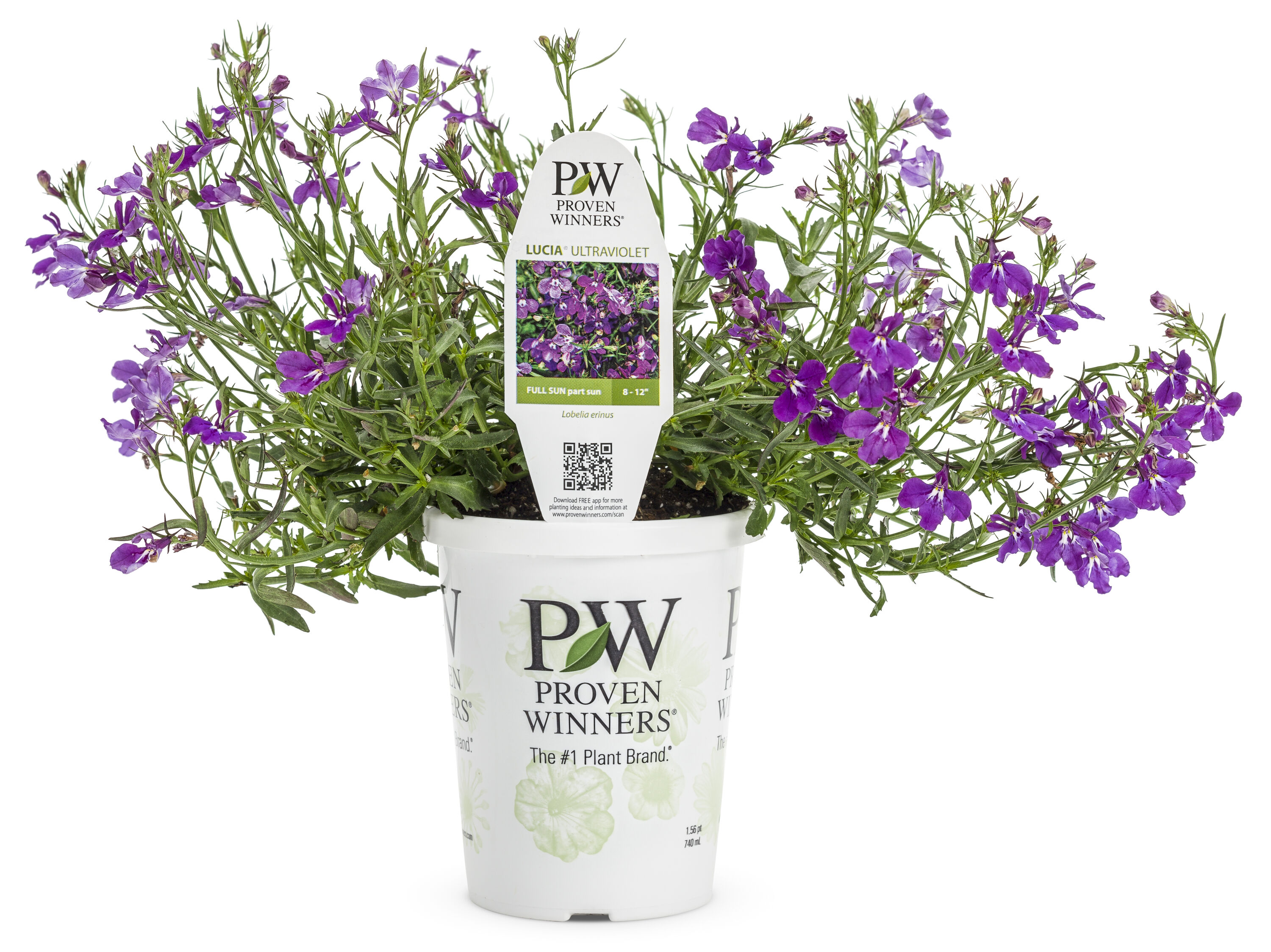 Lowe's NURSERY Lobelia in 1.56 Pint Pot