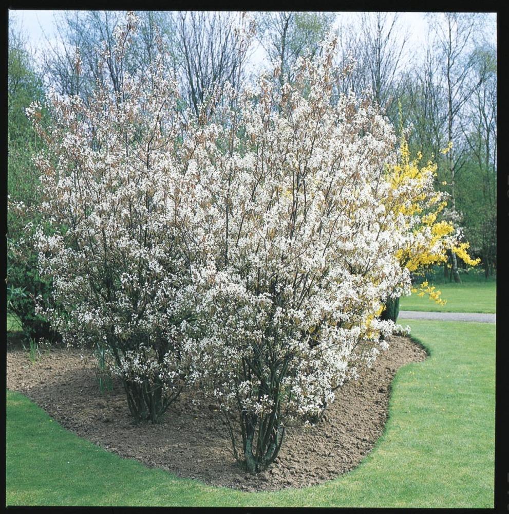 Lowe's NURSERY 2.25-GAL SERVICEBERRY