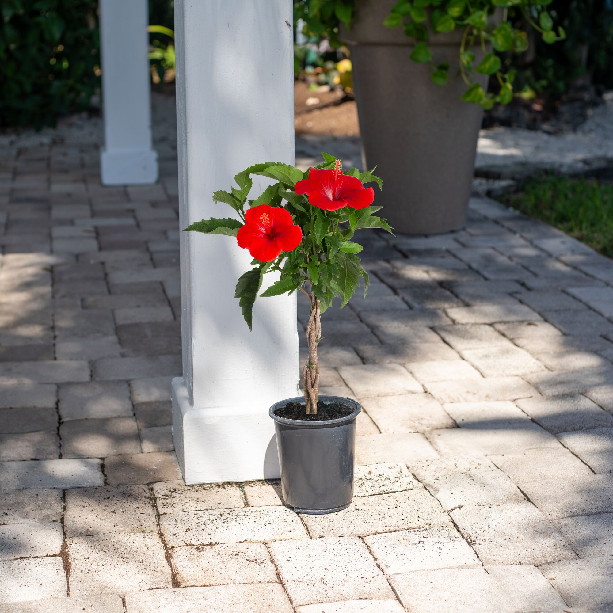 Costa Farms M-HBB-G-POT-01-LW shrubs - View #2