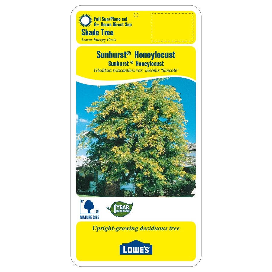 Lowe's NURSERY trees - View #2