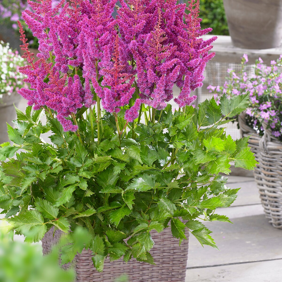 Van Zyverden 84106 Multicolor Astilbe Visions Patio Kit Bulbs 1 Count