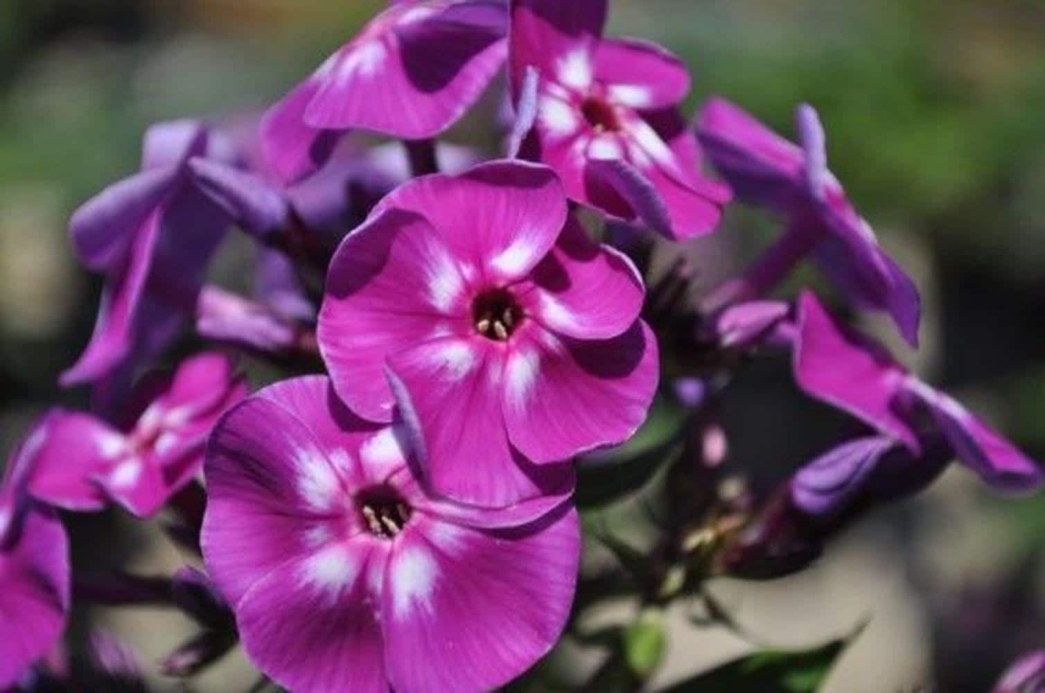 Hirt's Gardens - Laura Phlox Perennial - Purple Blooms - Live Plant - Quart Pot