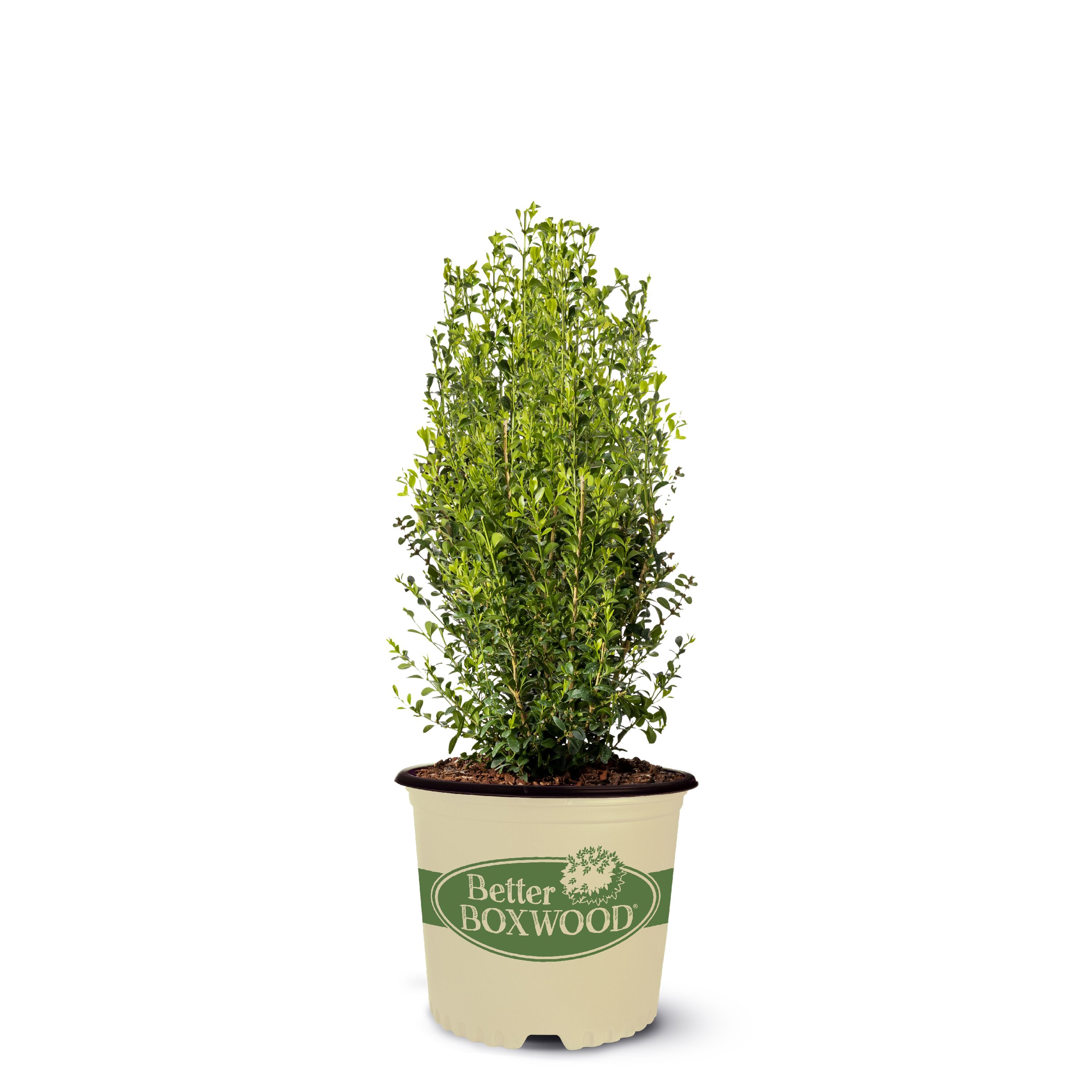 Better BOXWOOD 9066Q-1 Heritage Boxwood Foundation/Hedge Shrub in 2.5 -Quart Pot 1 -Pack
