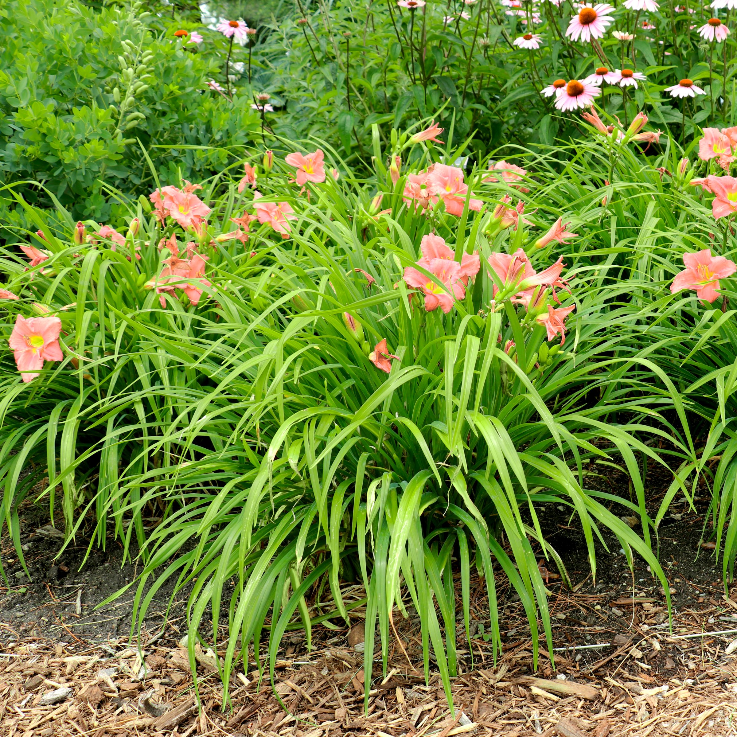 National Plant Network LW1984 perennials - View #4