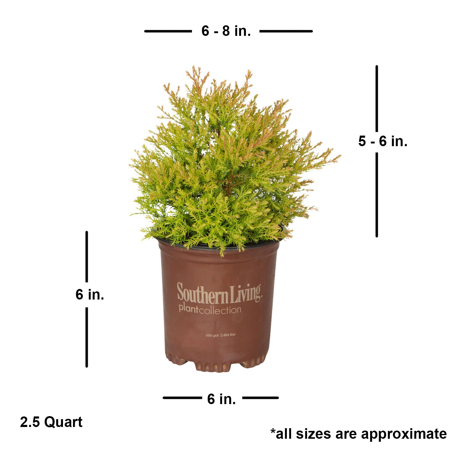 Southern Living Plant Collection 5529Q-1 shrubs - View #6