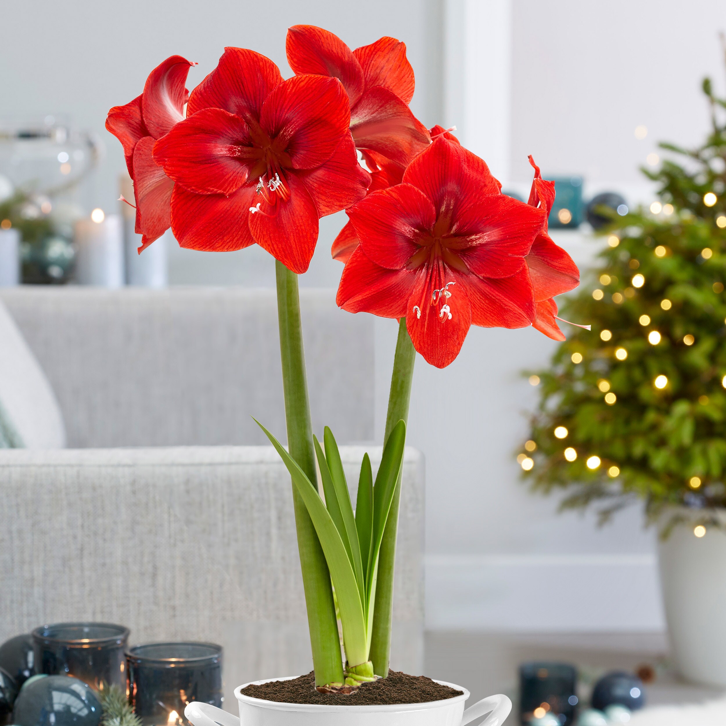 Garden State Bulb ECH-03-06-02 Plant-Bulbs - View #6