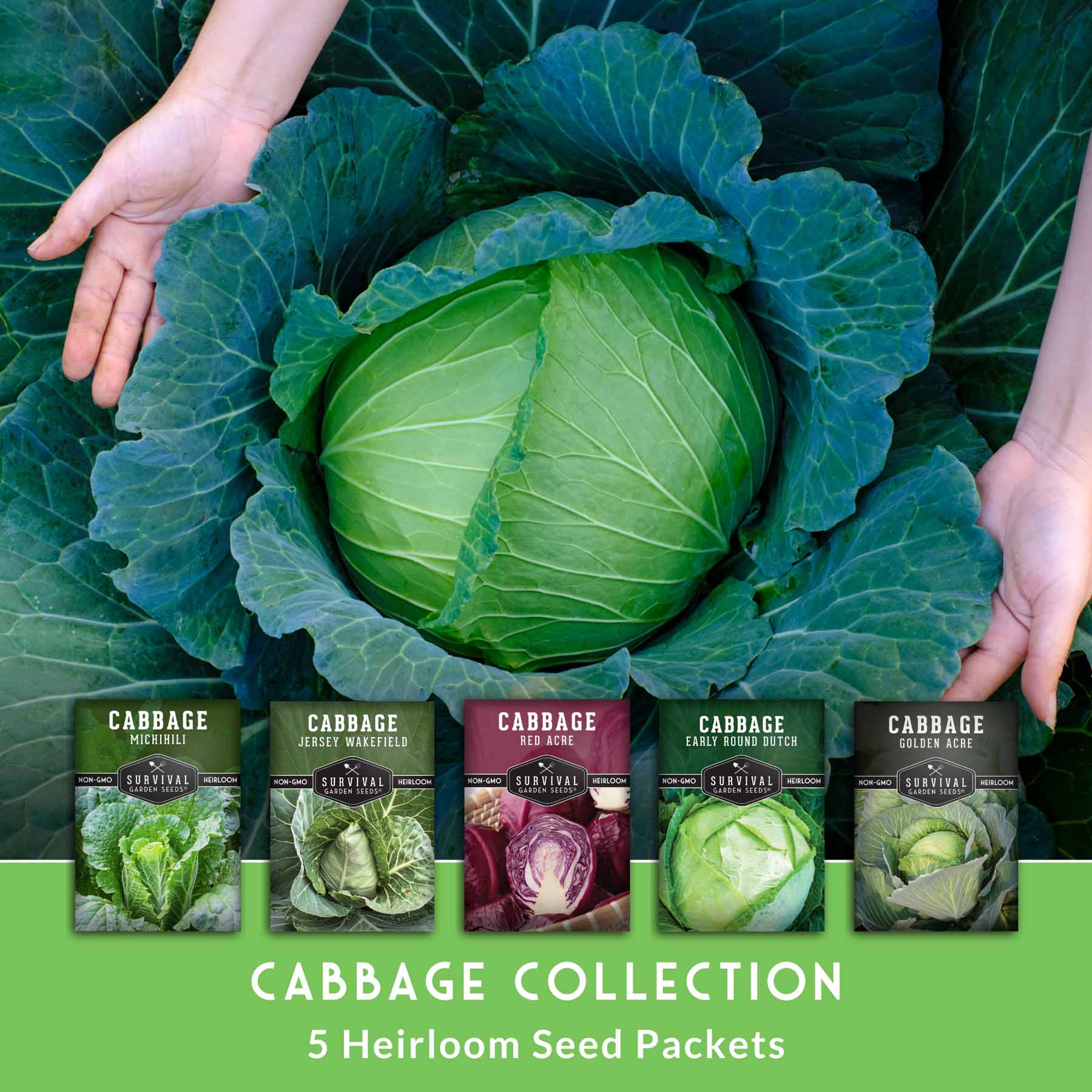 Survival Garden Seeds CABBAGECOLLEC Vegetable-Herb-Seeds - View #4