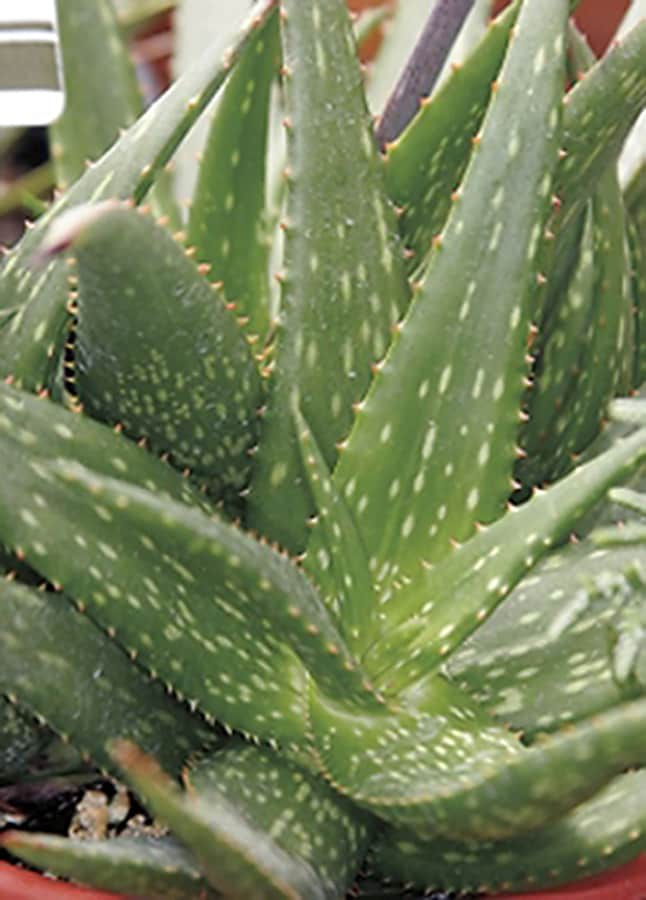 Monrovia 064222 Little Red Riding Hood Aloe in