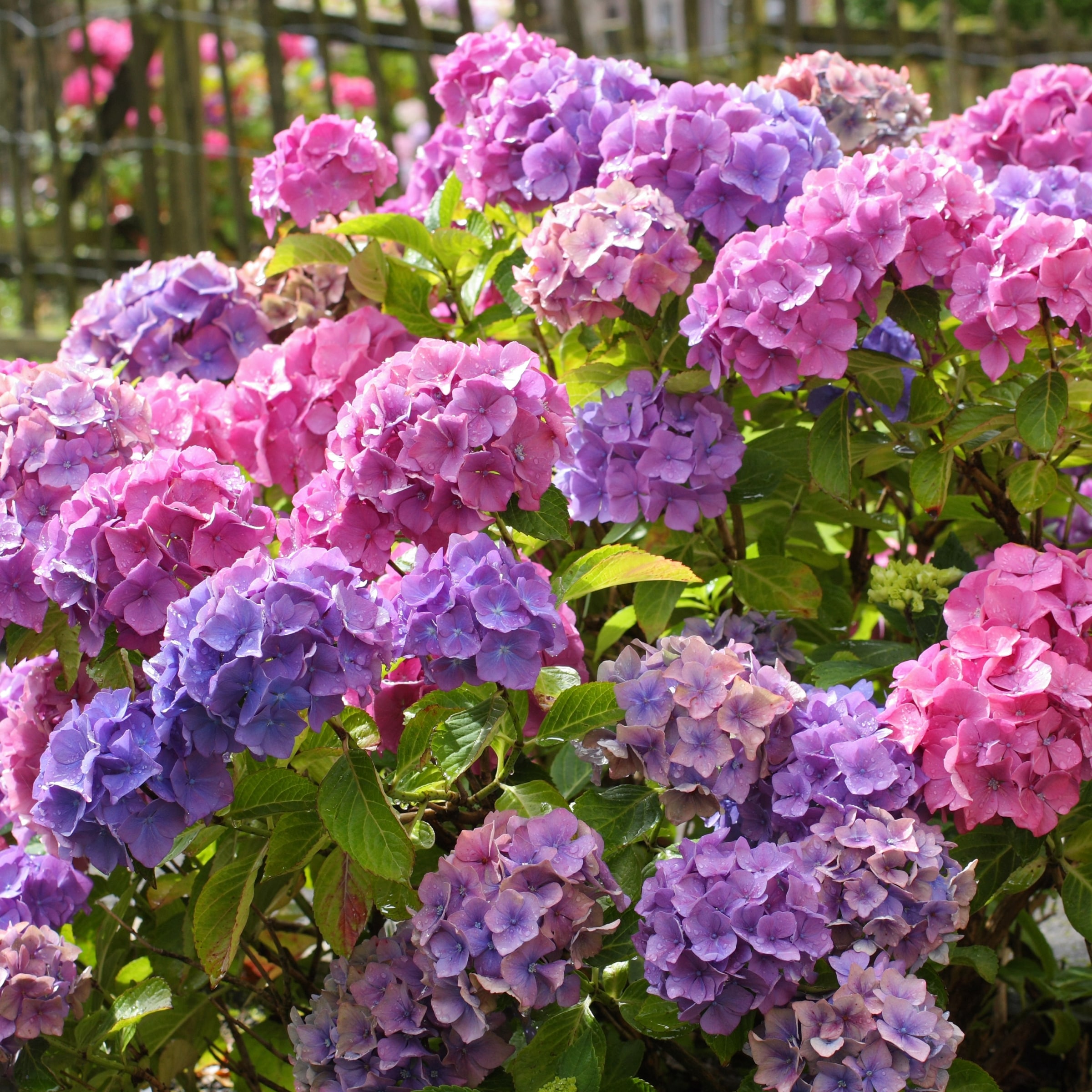 National Plant Network Multicolor Hydrangea Flowering Shrub in 3 Pack(s ...