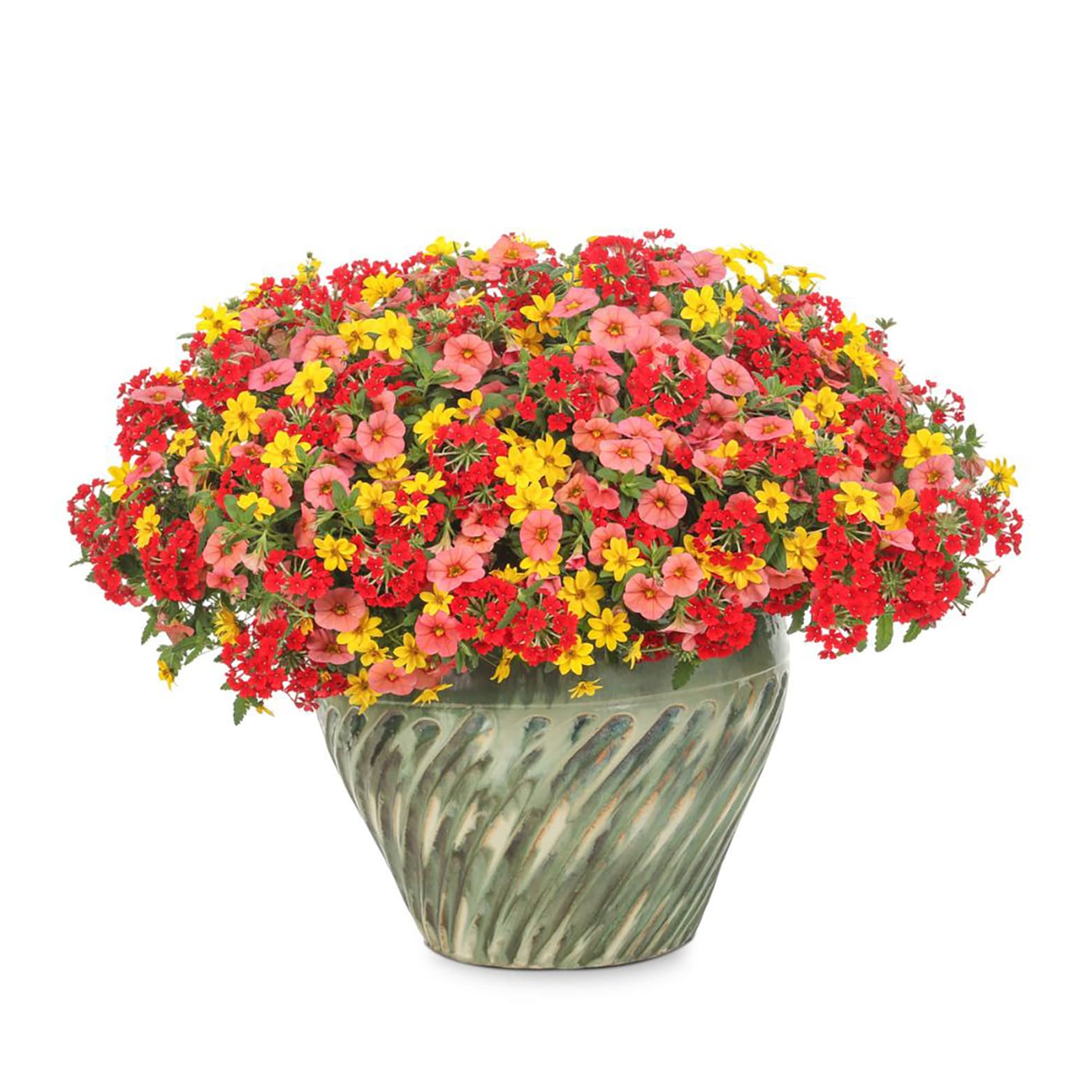 Proven Winners BELPRW1267504 annuals - View #4