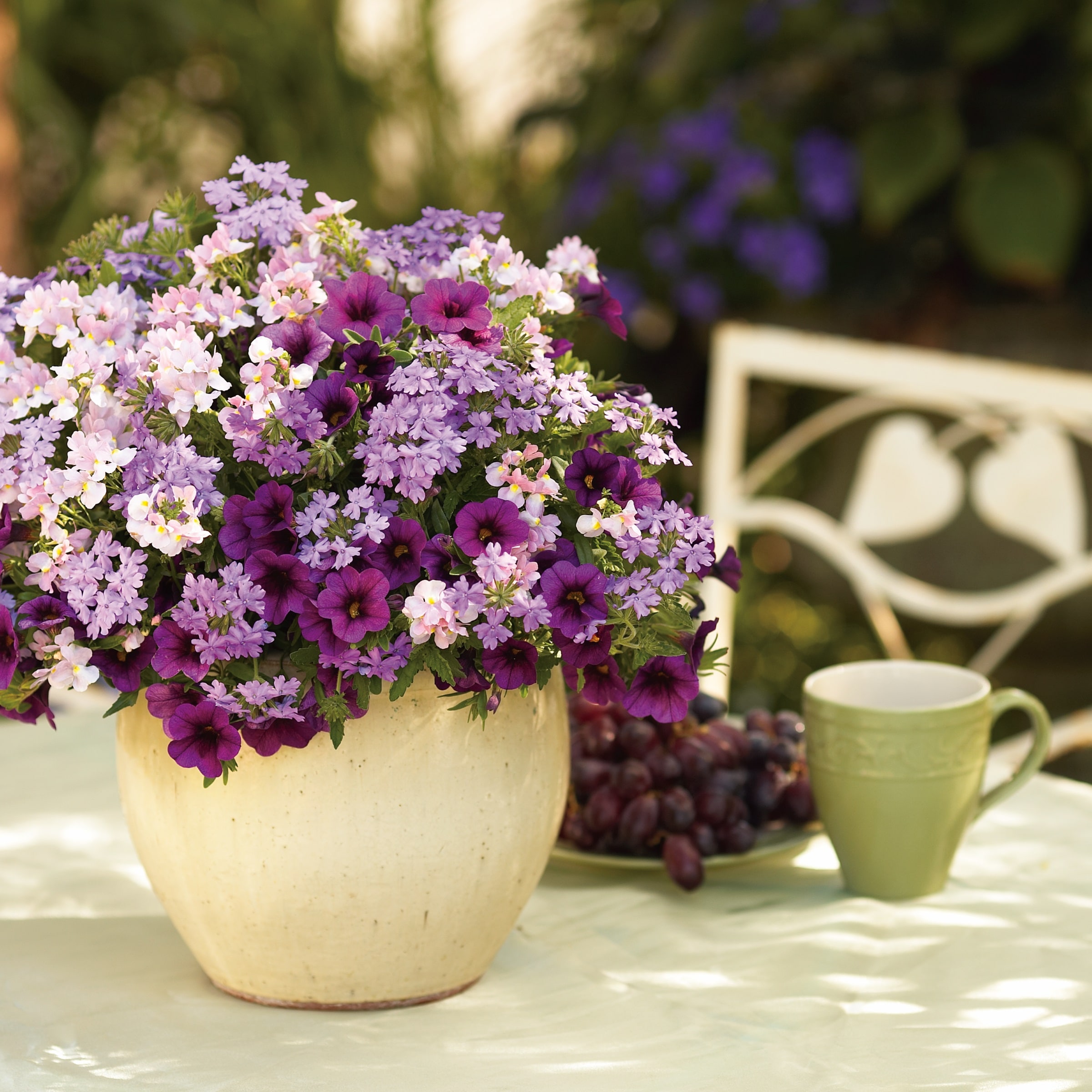Lowe's NURSERY annuals - View #3