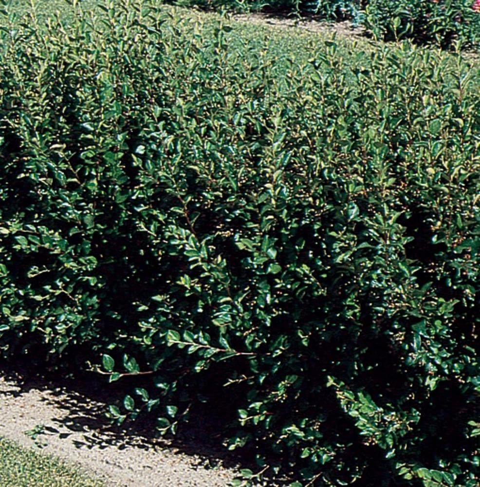 Image of Peking cotoneaster shrub in pot