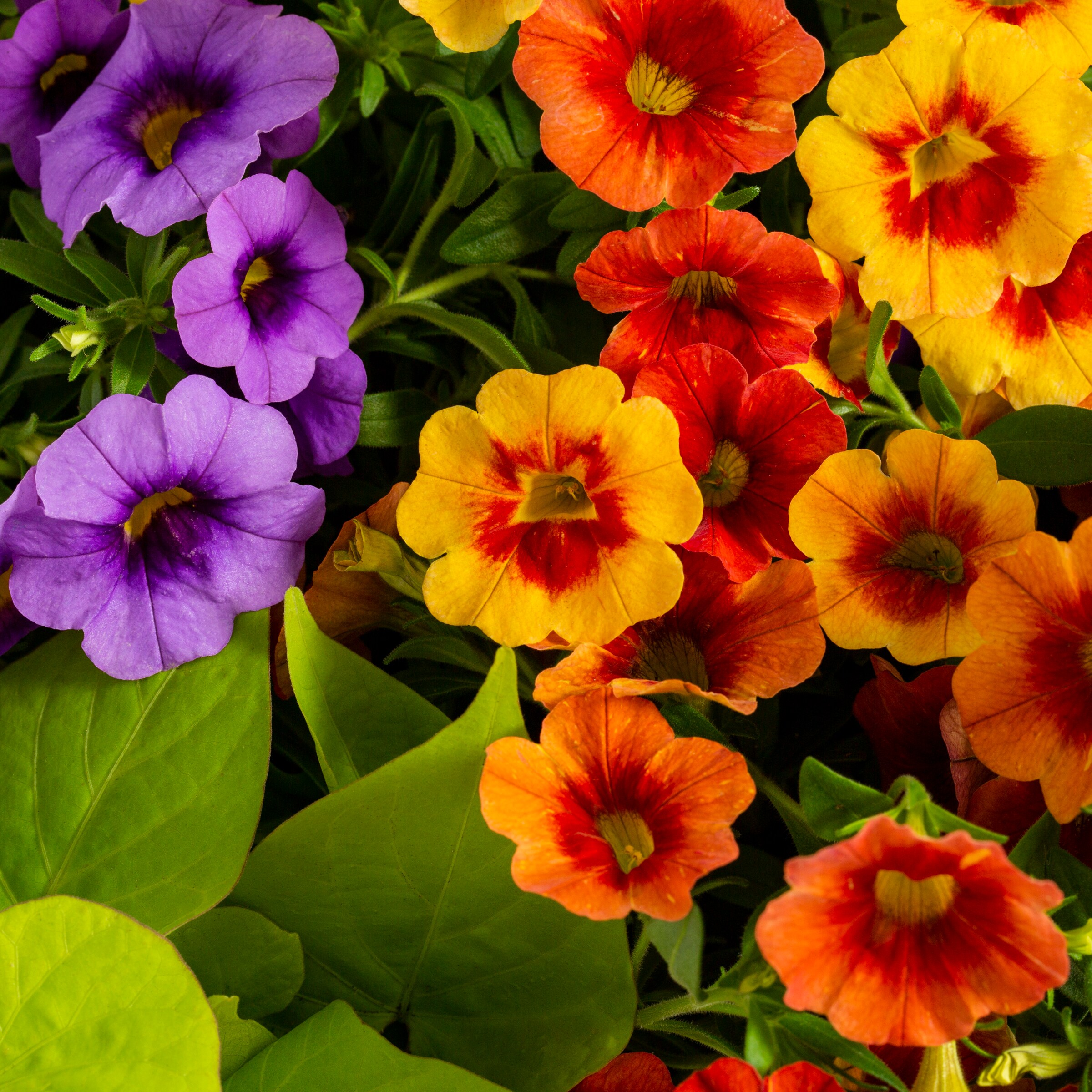 Lowe's NURSERY annuals - View #4