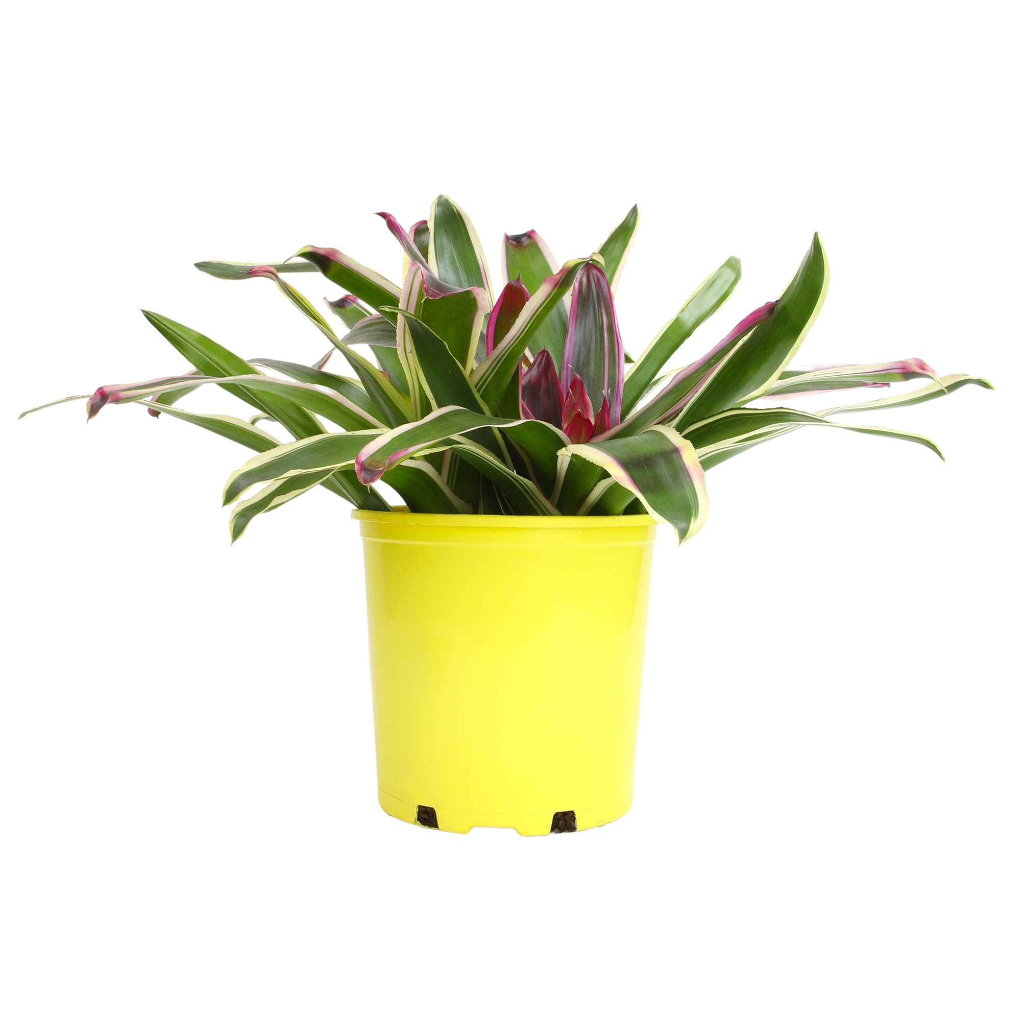 Altman Plants 0873125 perennials - View #8
