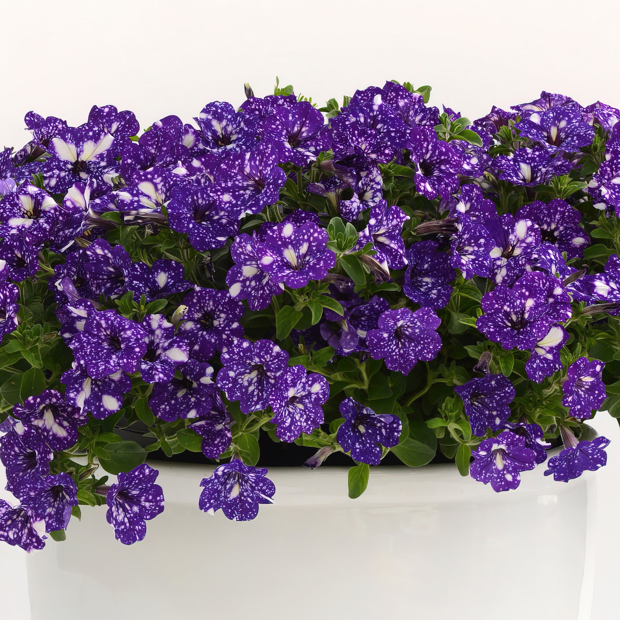 Miracle-Gro 25-524355 annuals - View #5