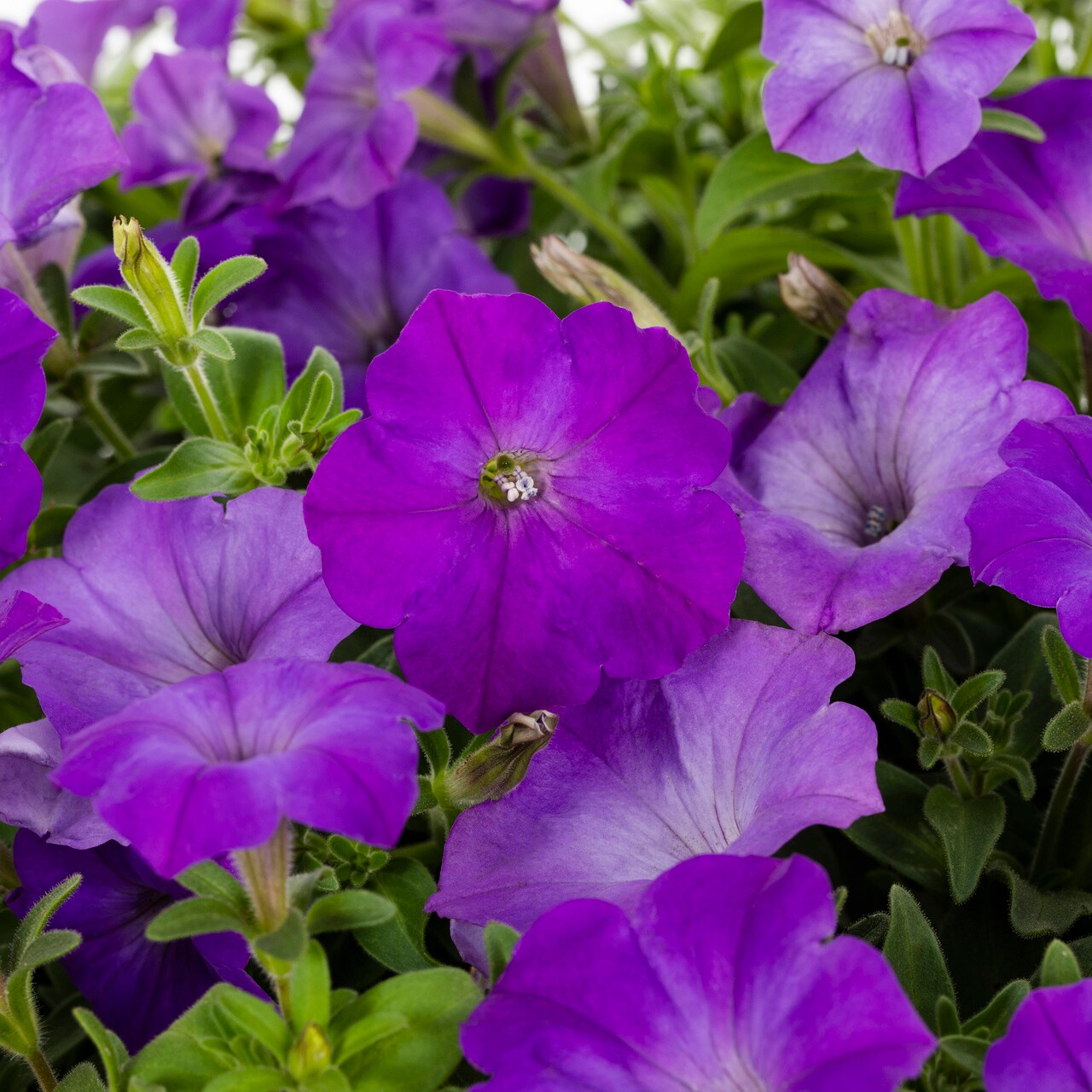 Metrolina Greenhouses 4663 annuals - View #2