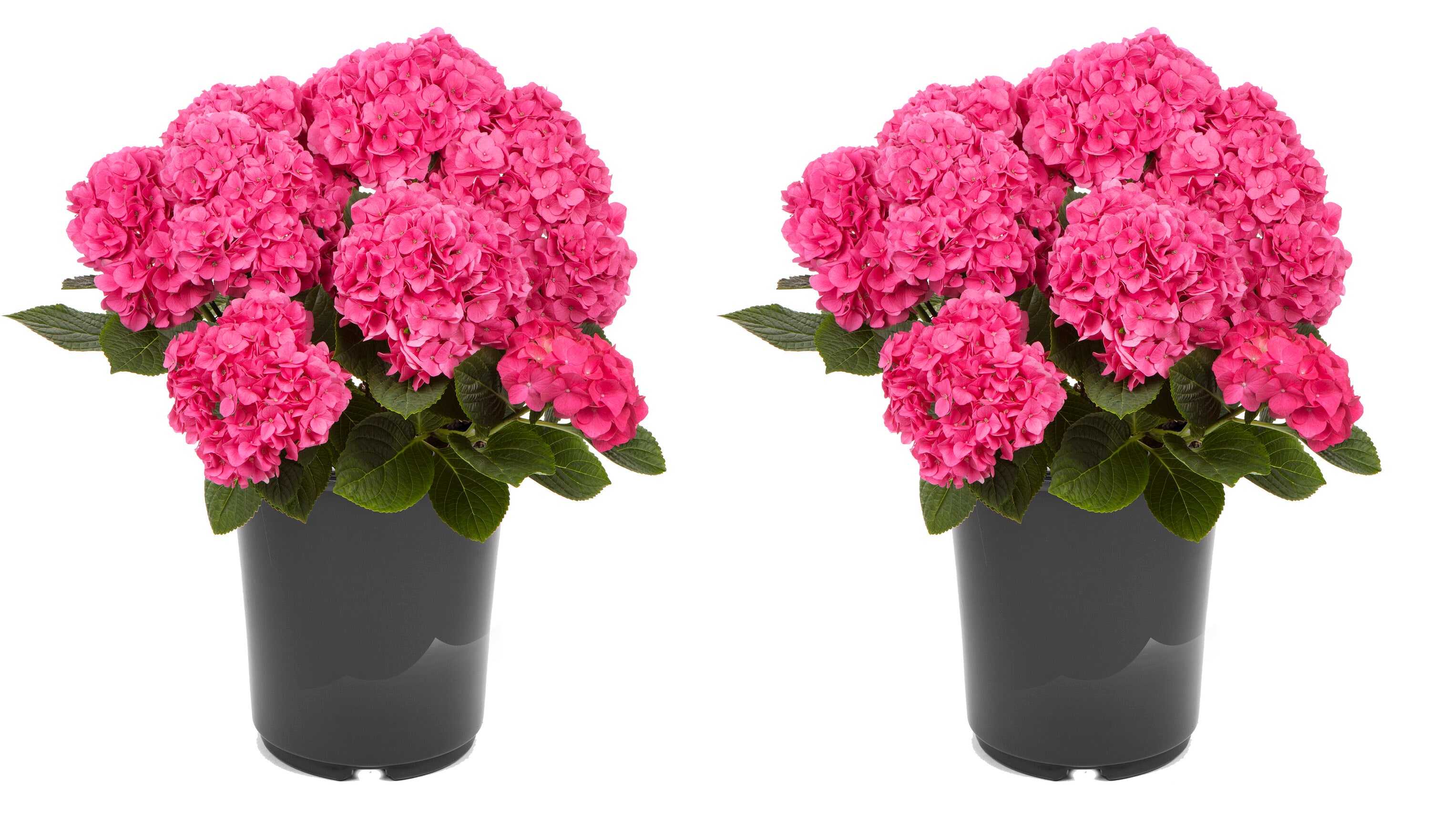  3077 Hydrangea macrophylla 'Hi Horizon Pink' Flowering Shrub in 2.5 -Quart Pot 2 -Pack with Pink Blooms