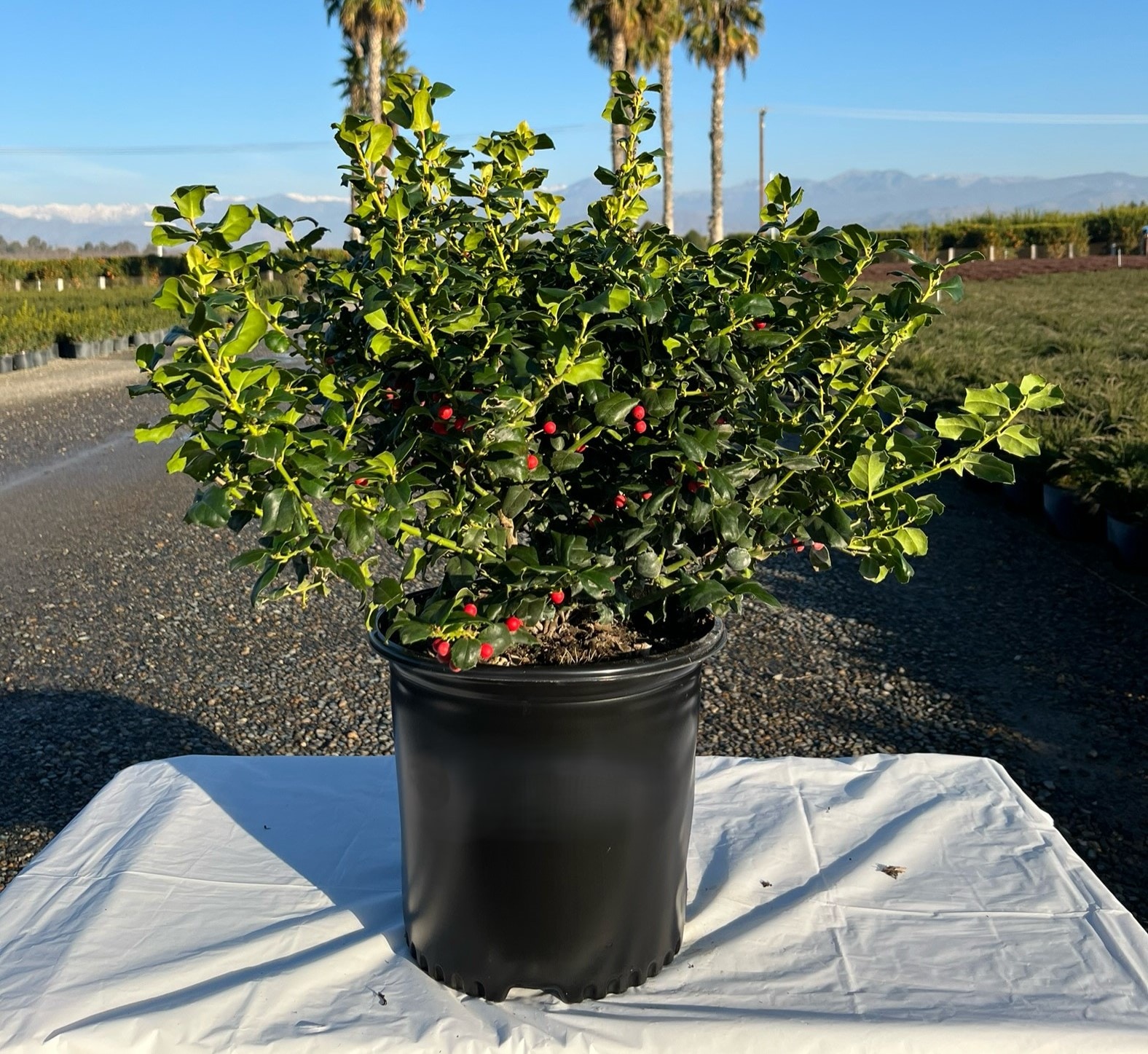  O477001 shrubs - View #3
