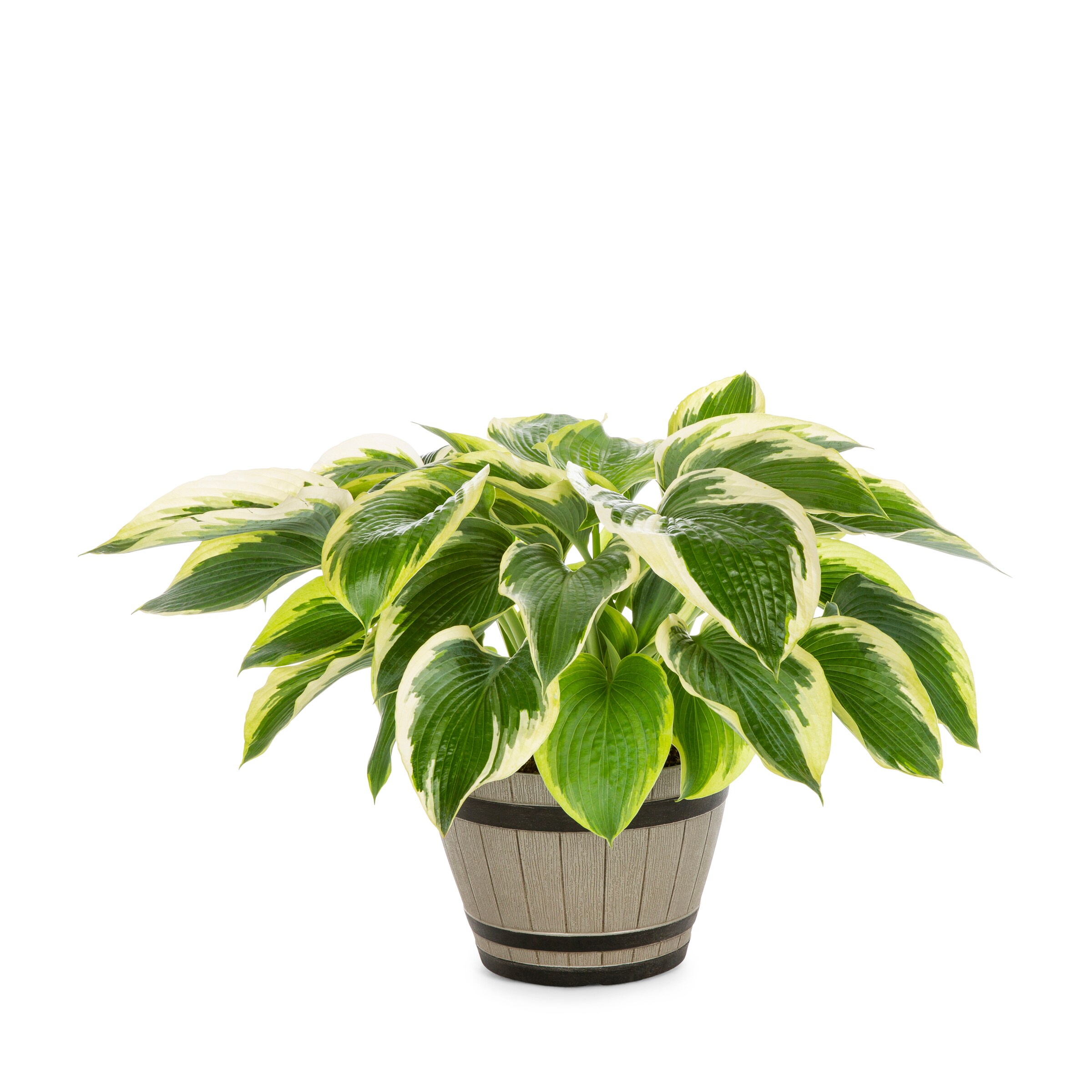 Lowe's Multicolor Hosta Plant in 2.5-Gallon (s) Pot in the Perennials ...