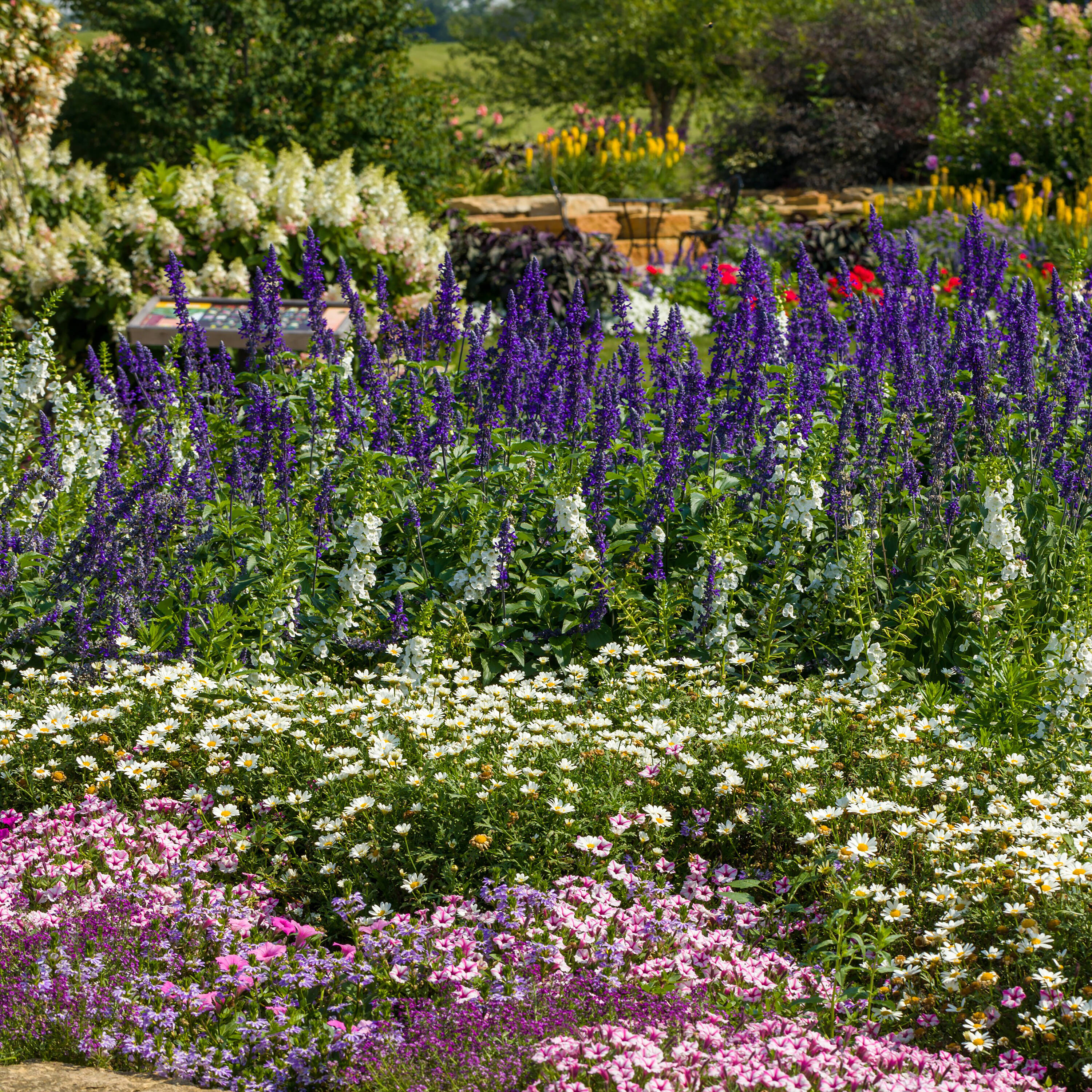 Proven Winners LBLPRW1047504 annuals - View #4